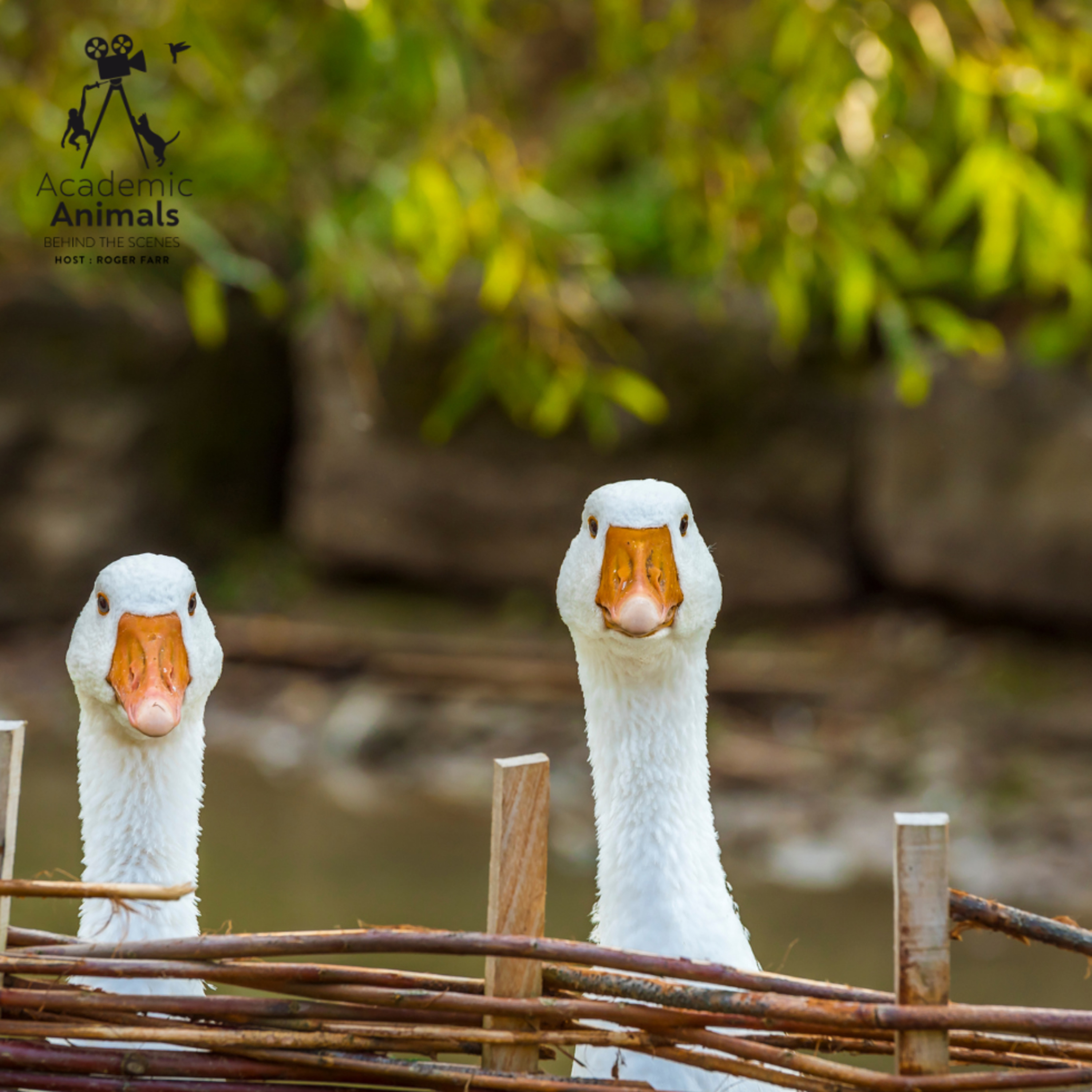 Academic Animals | Behind the Scenes - Geese for a Photograph episode artwork