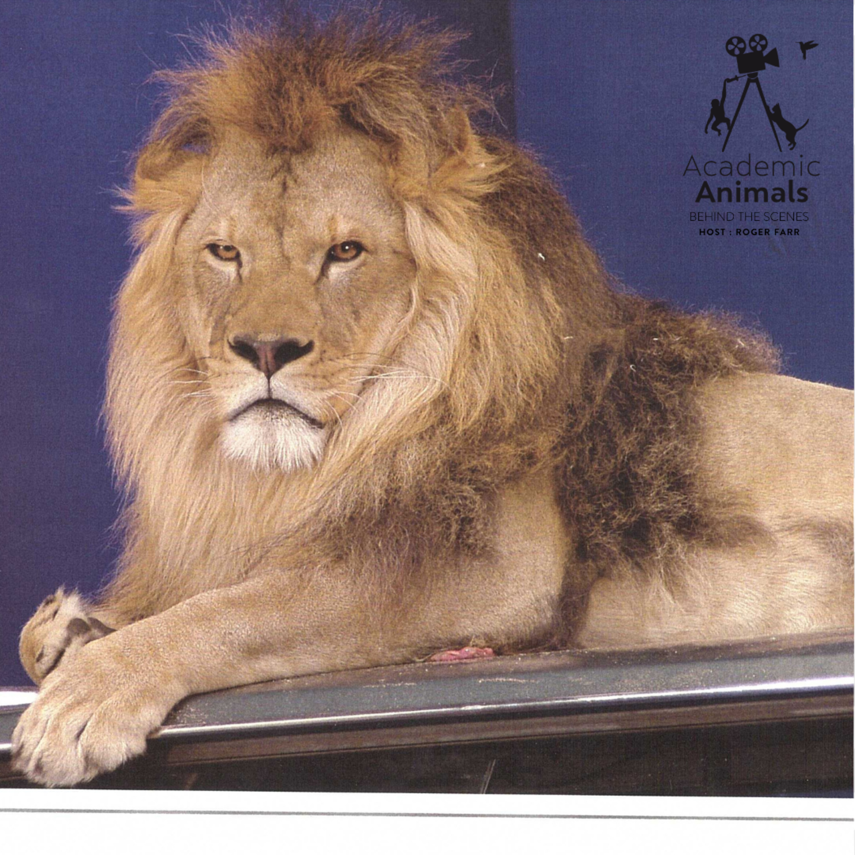 Academic Animals | Behind the Scenes - ING Bank Lion episode artwork