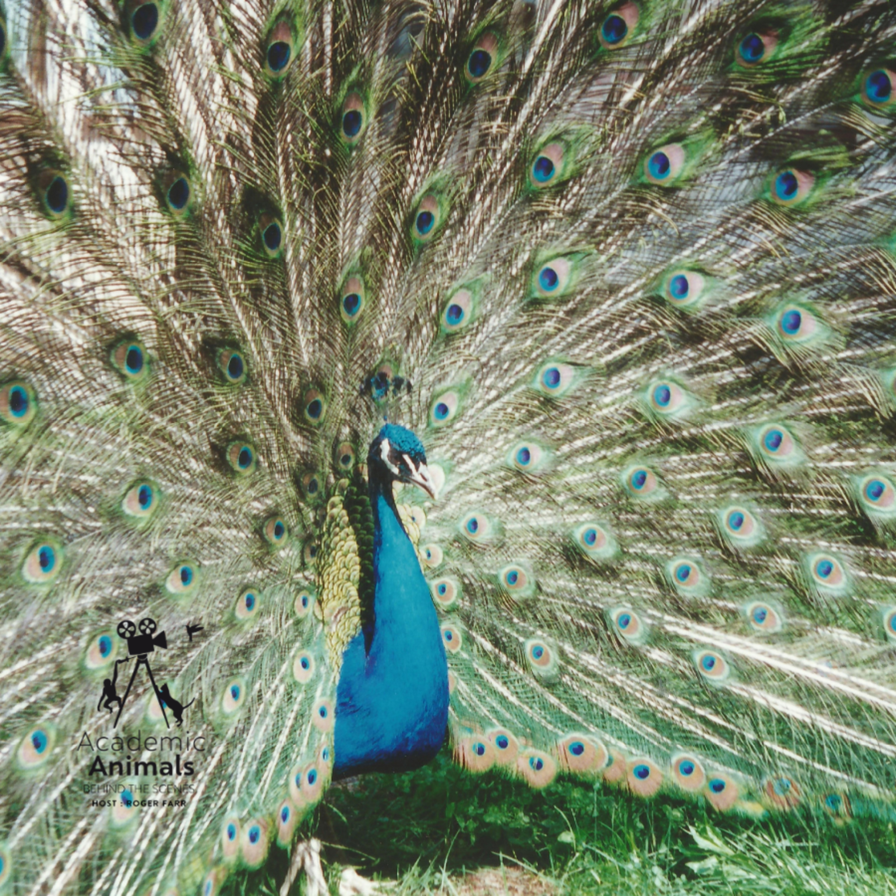 Academic Animals | Behind the Scenes - Animal Welfare