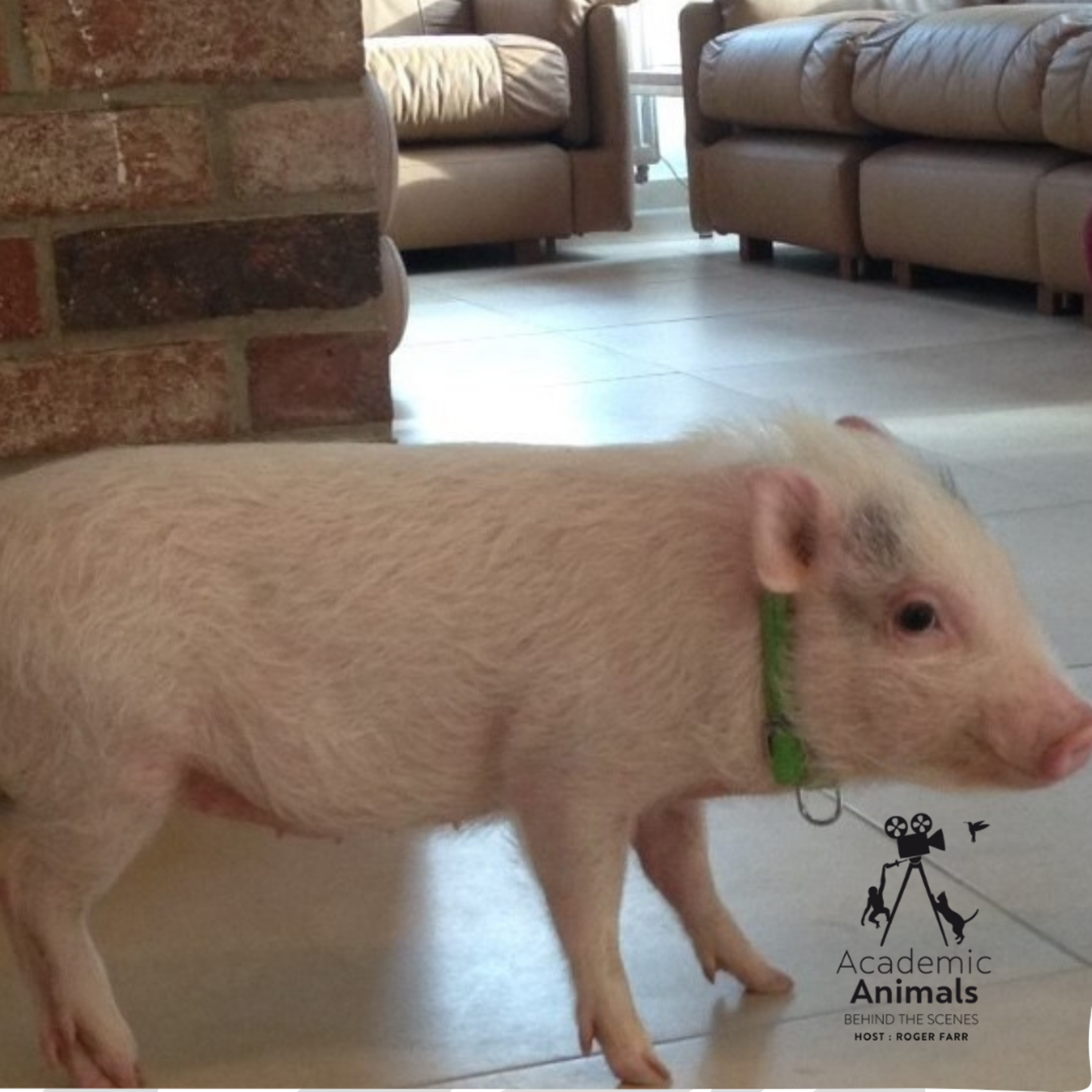 Academic Animals | Behind the Scenes - Piglets episode artwork