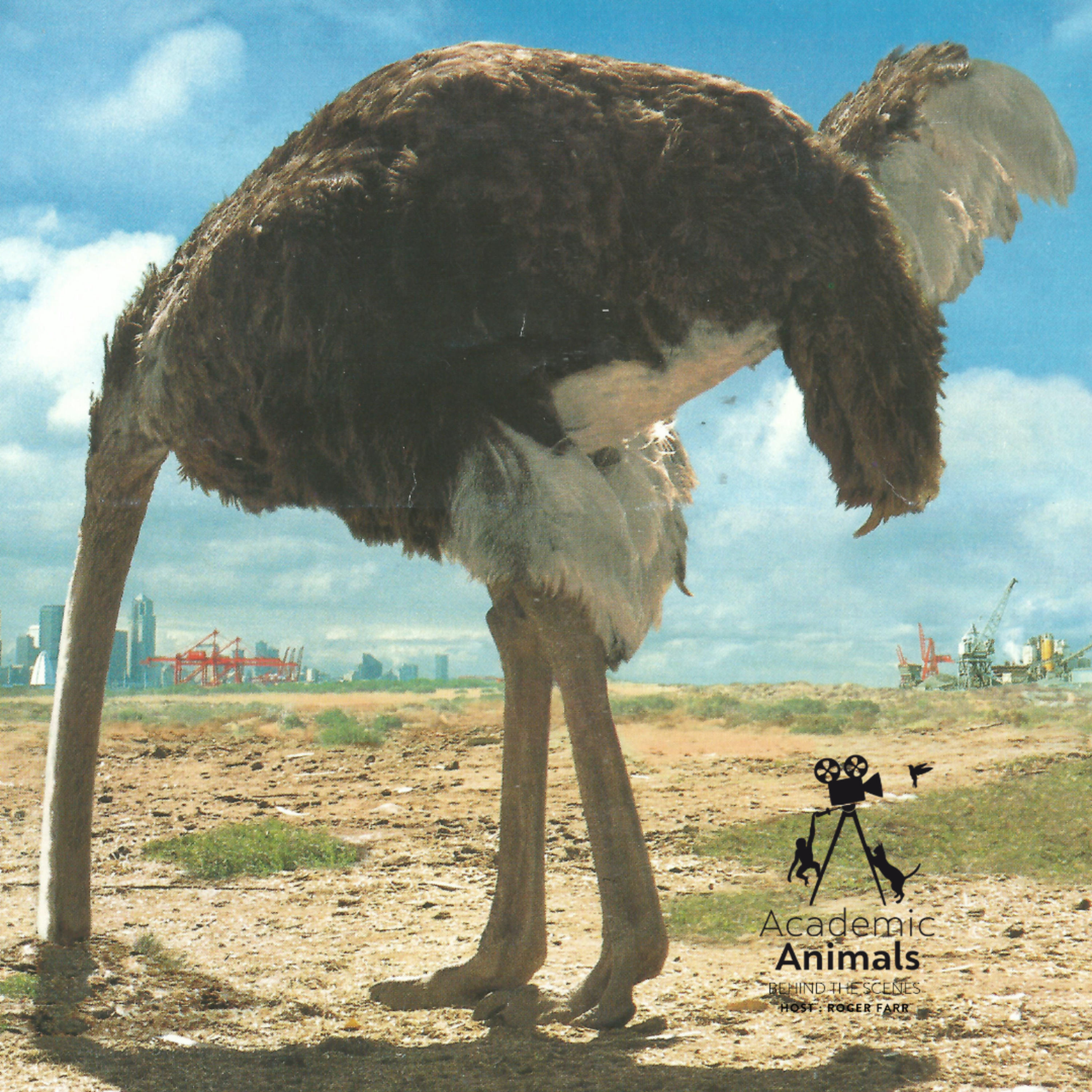 Academic Animals | Behind the Scenes - The Bald Ostrich Saga episode artwork