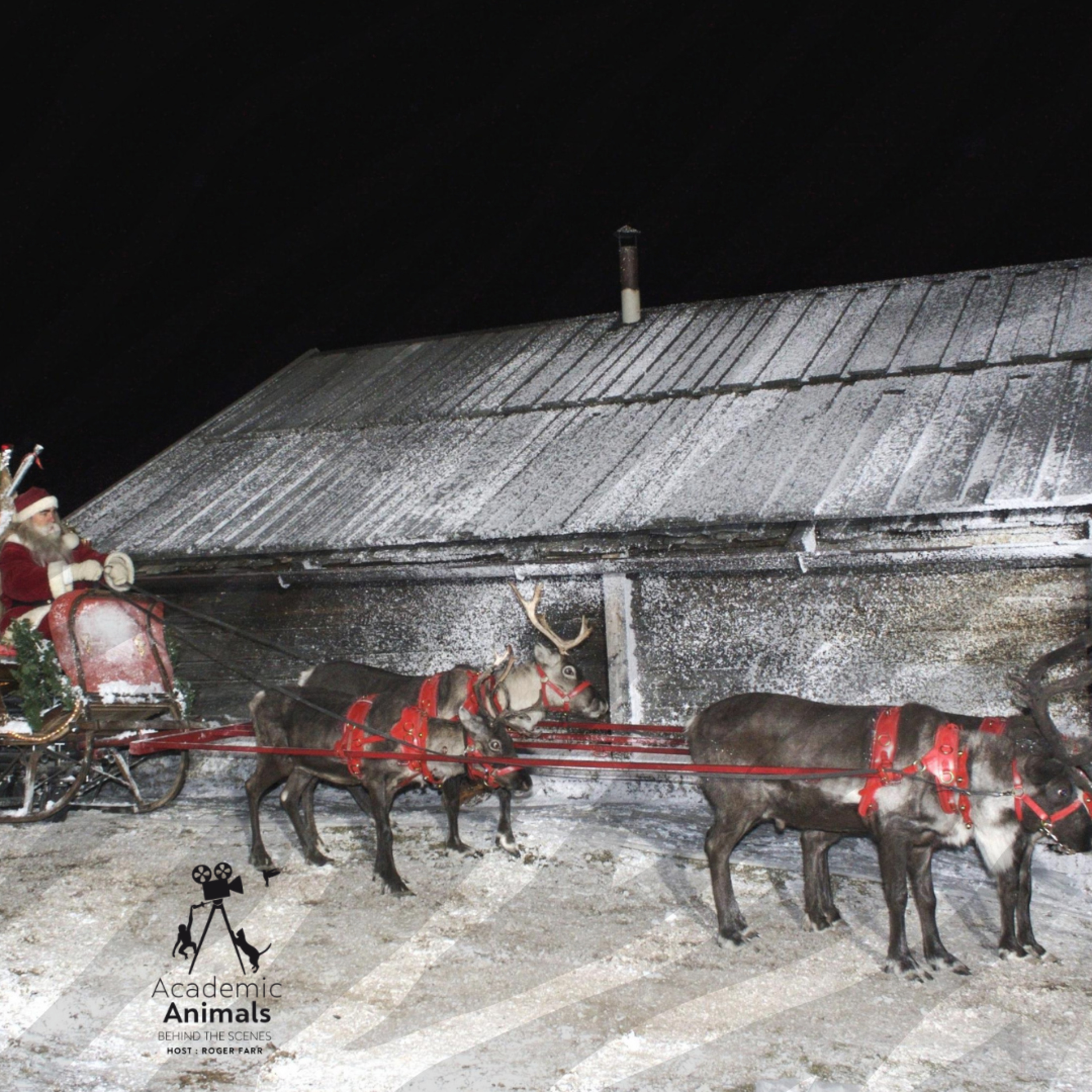 Academic Animals | Behind the Scenes - The Christmas Season episode artwork