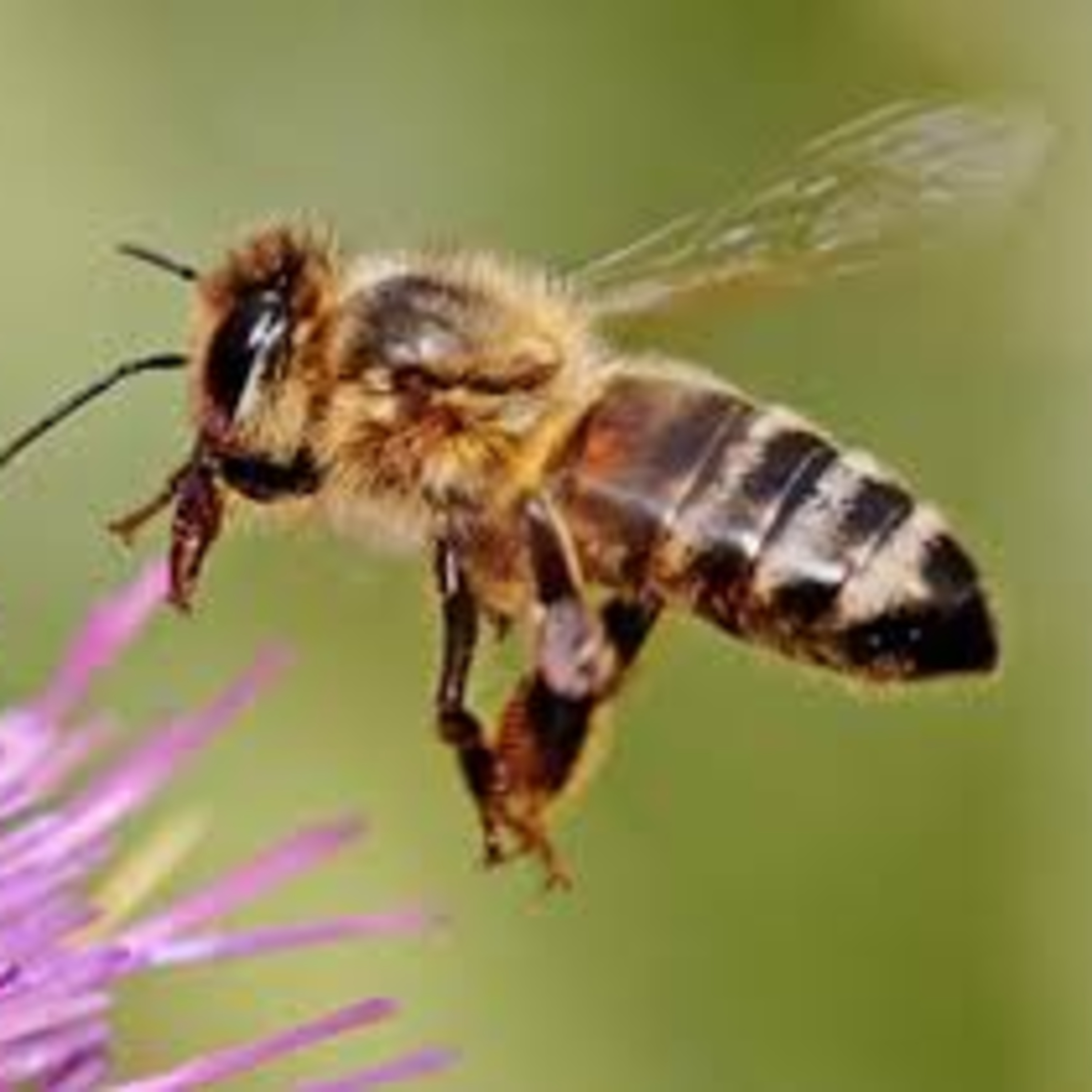 Know interesting facts about honeybee episode artwork