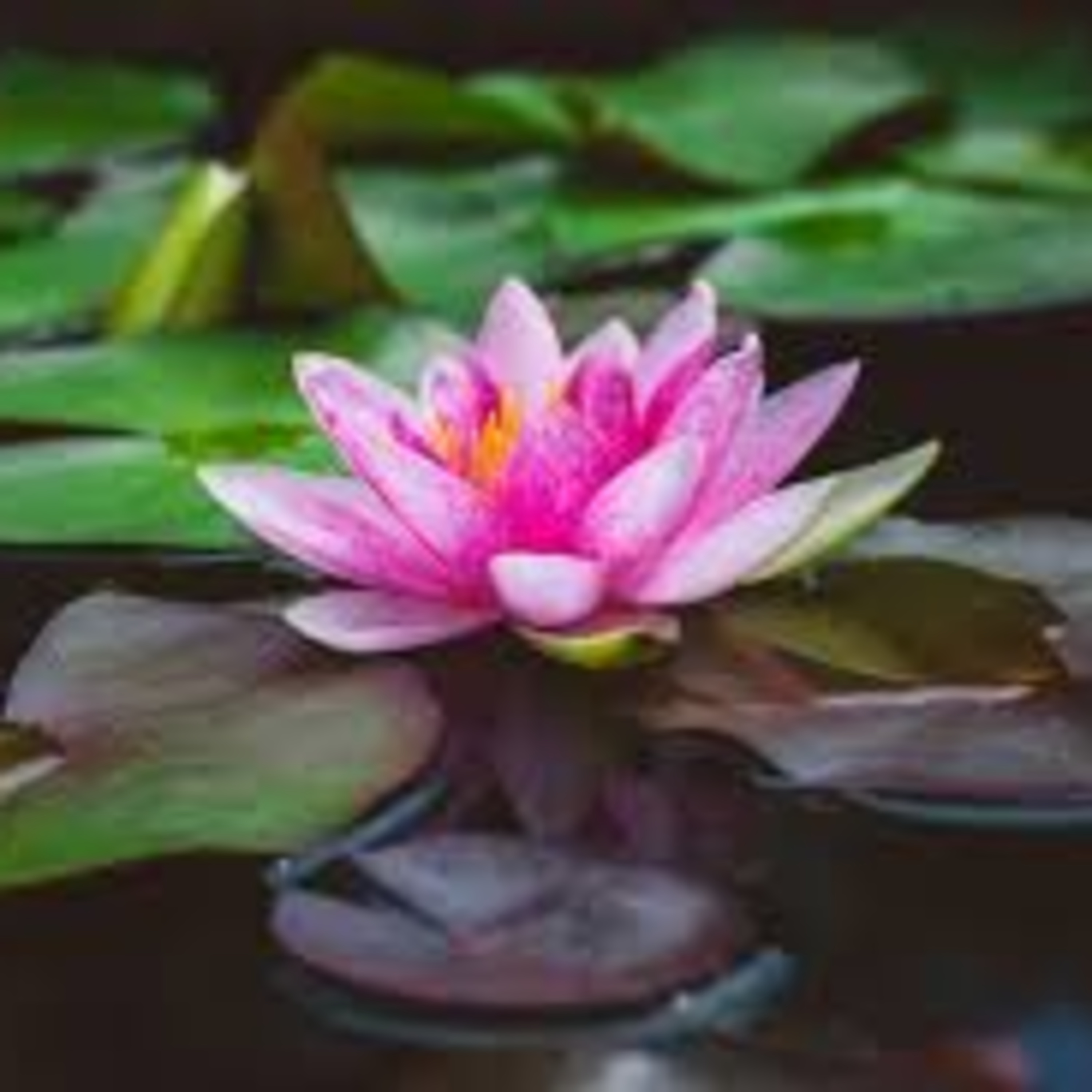 How much do you know about lotus flower? episode artwork