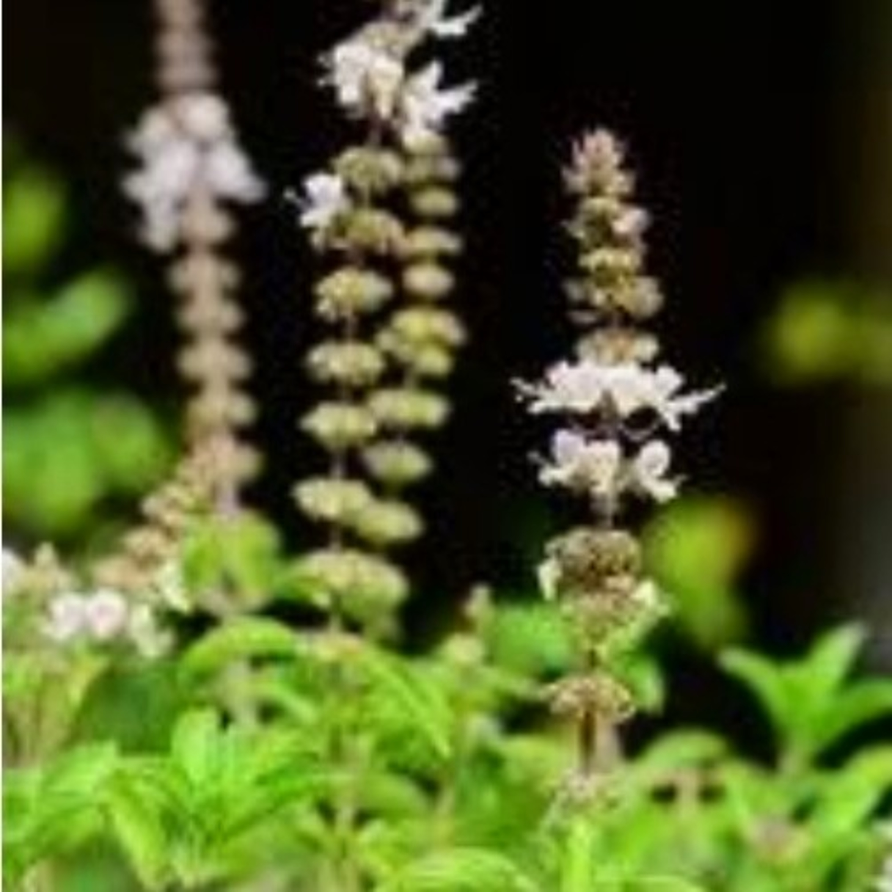 Benefits of ‘HOLY BASIL’ episode artwork