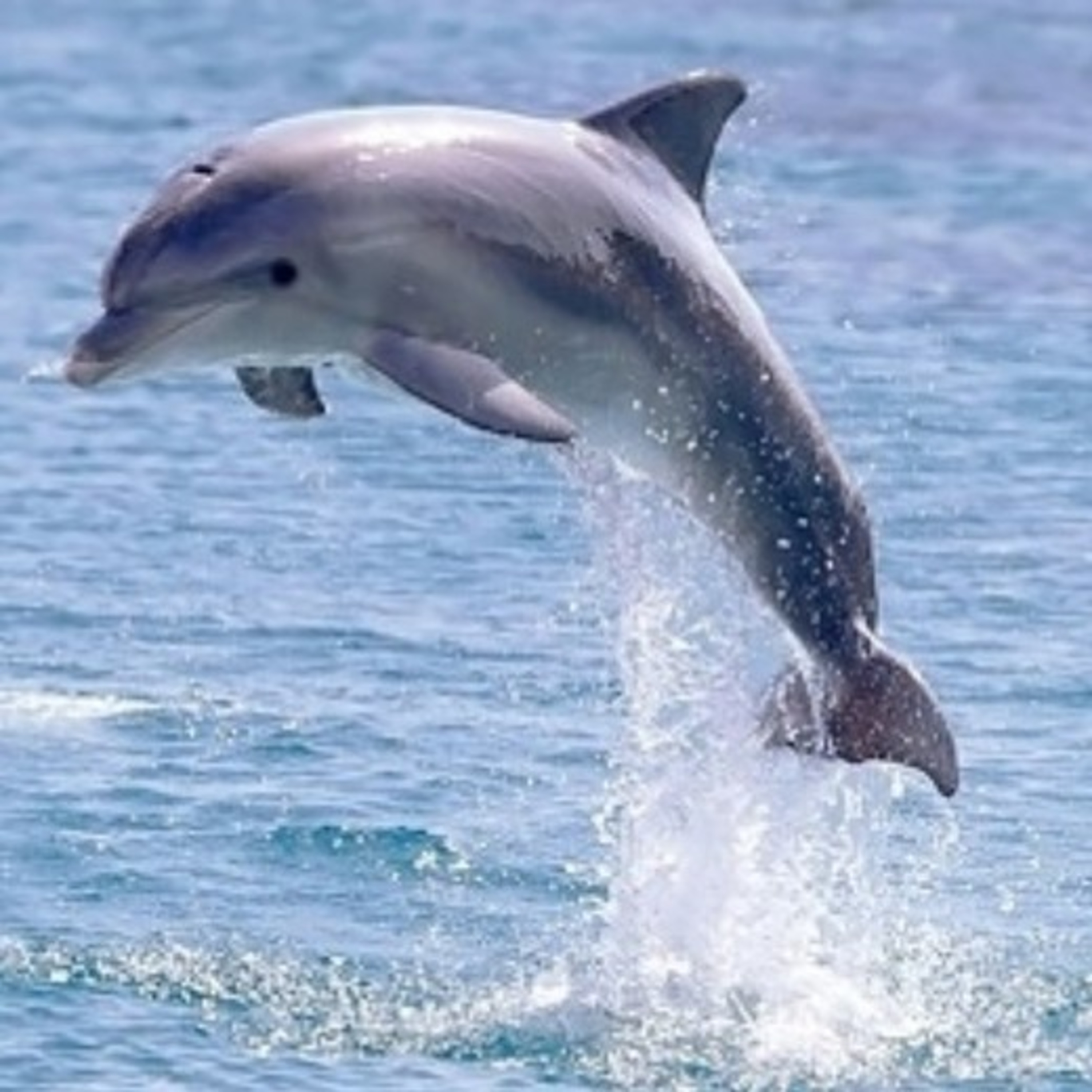 Interesting facts about ‘DOLPHIN’ [In Hindi] episode artwork