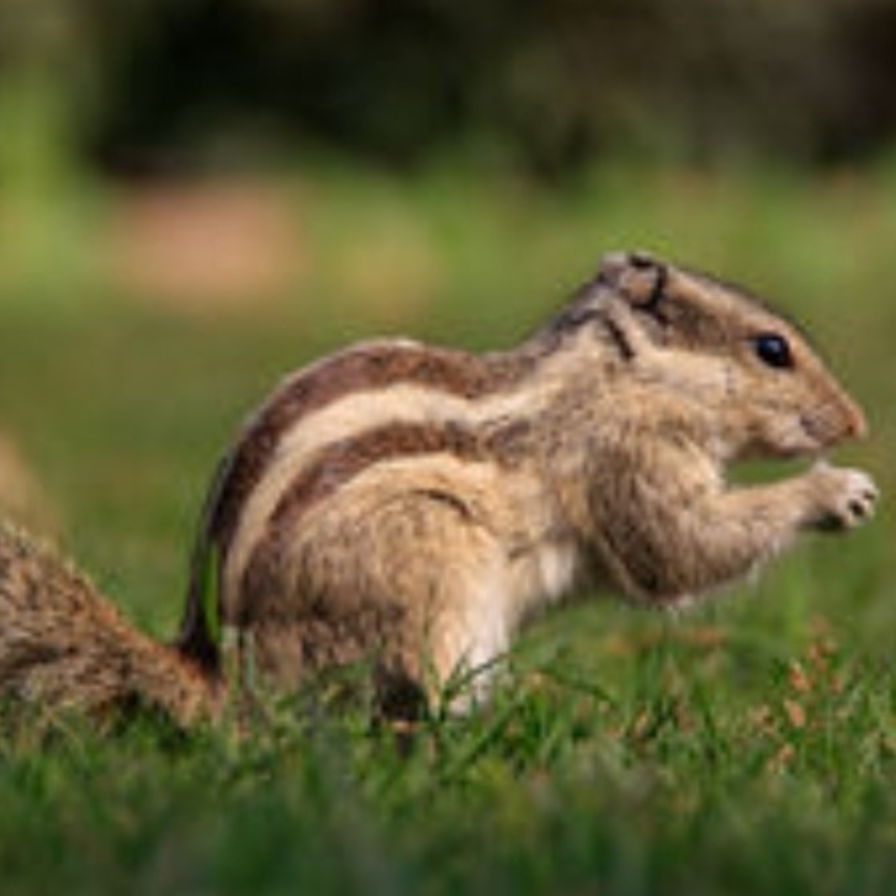 Amazing facts about ‘SQUIRREL’ [In Hindi] episode artwork
