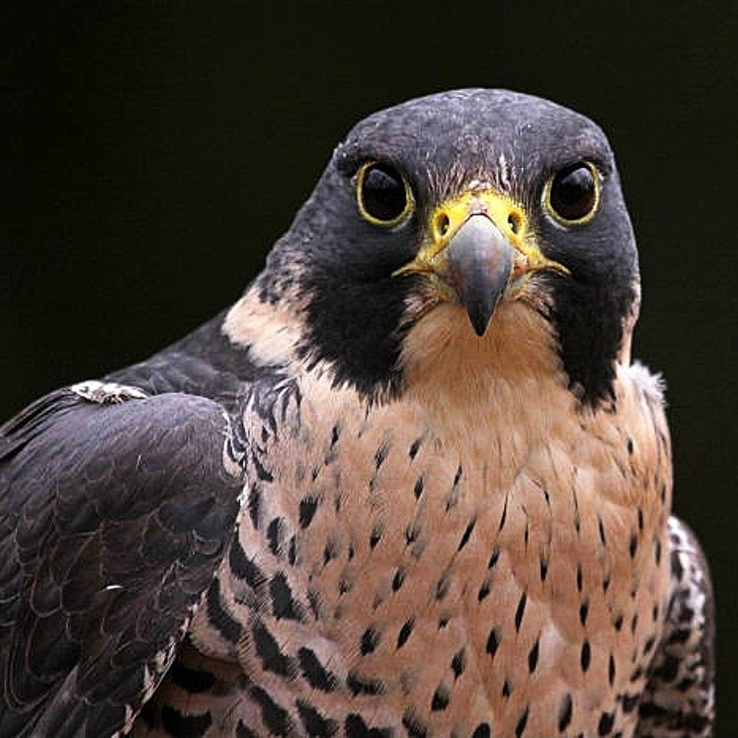 How much do you know about ‘Peregrine falcon’?  episode artwork