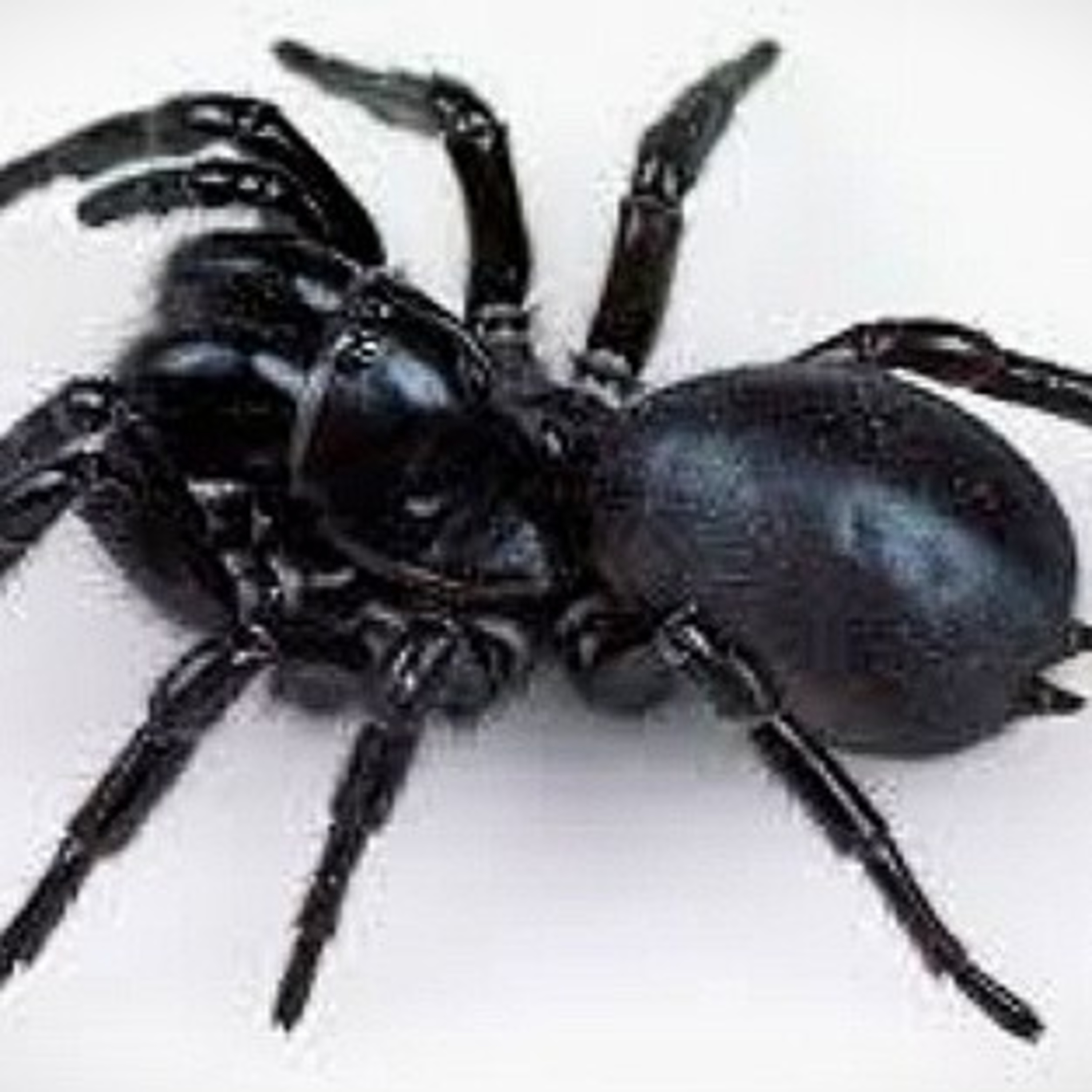 Interesting facts about world's most deadliest spider ‘Australian Funnel Web’ [In Hindi] episode artwork