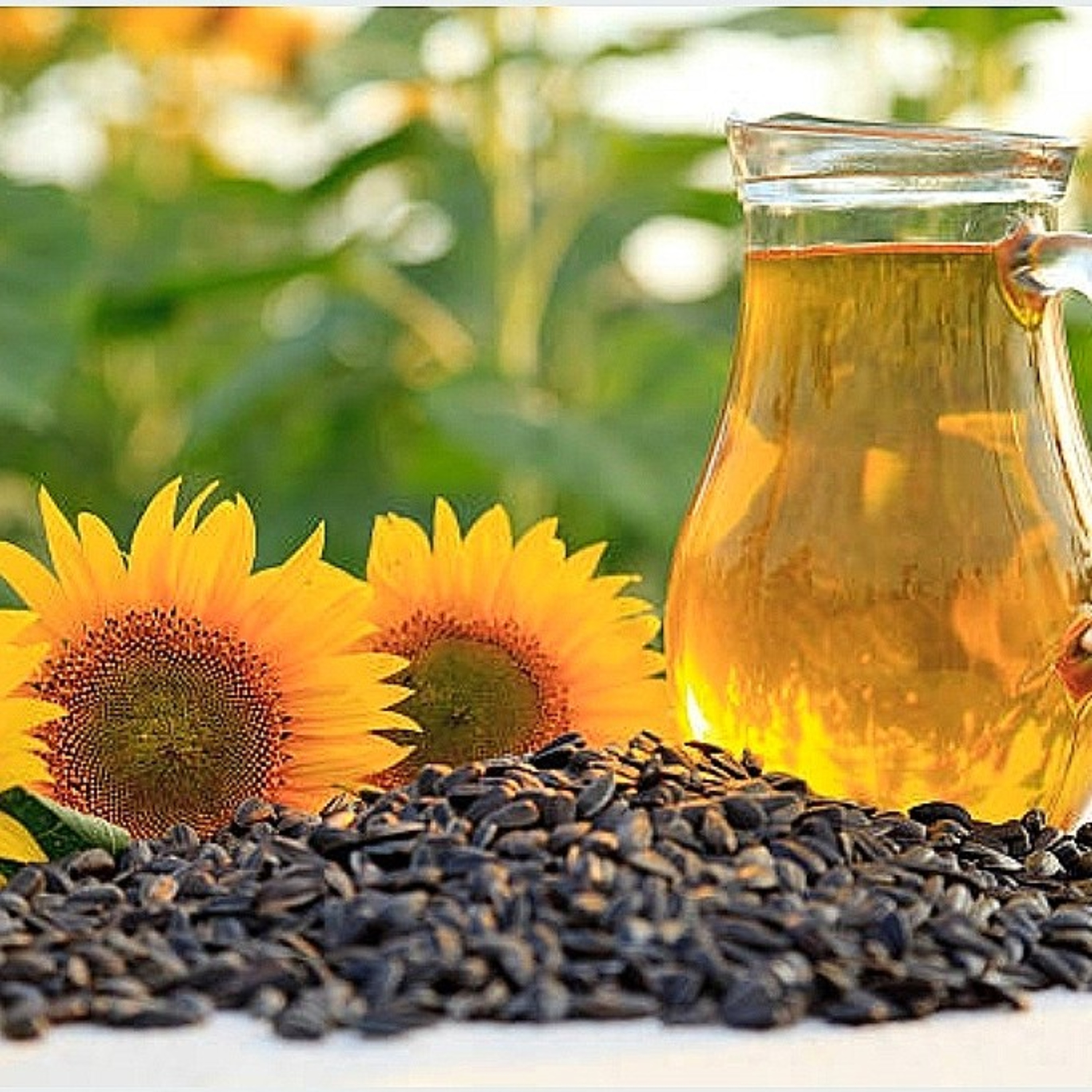 Sunflower Oil Benefits & Facts [In Hindi] episode artwork
