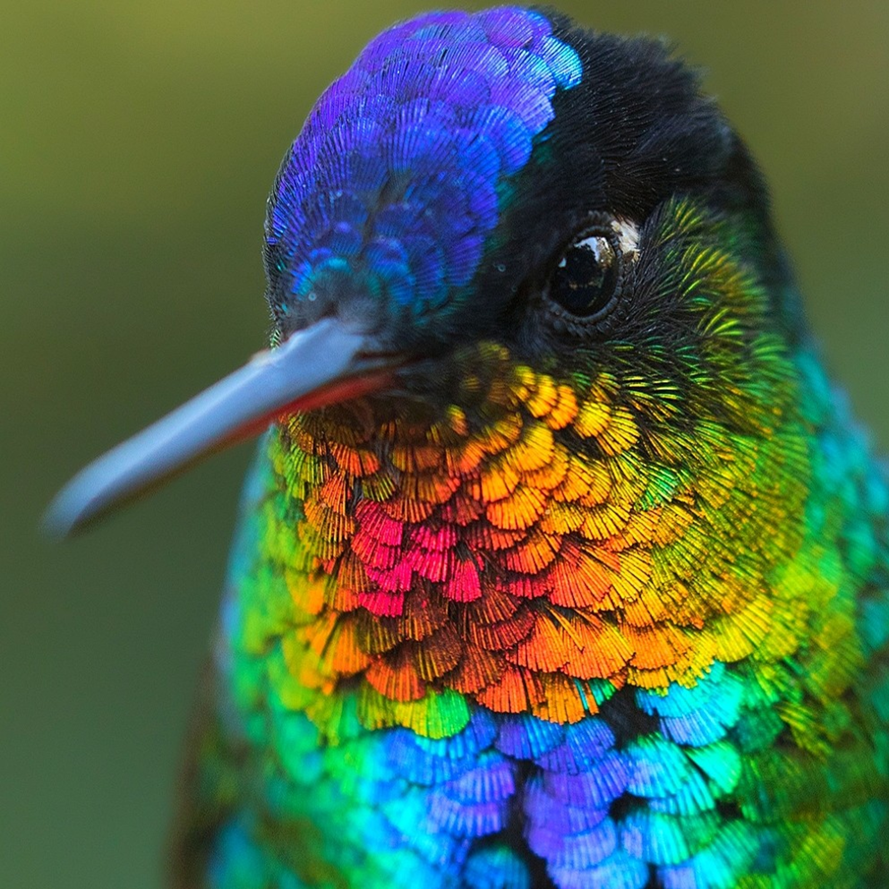 How much know about world's smallest bird ‘Humming Bird’ episode artwork