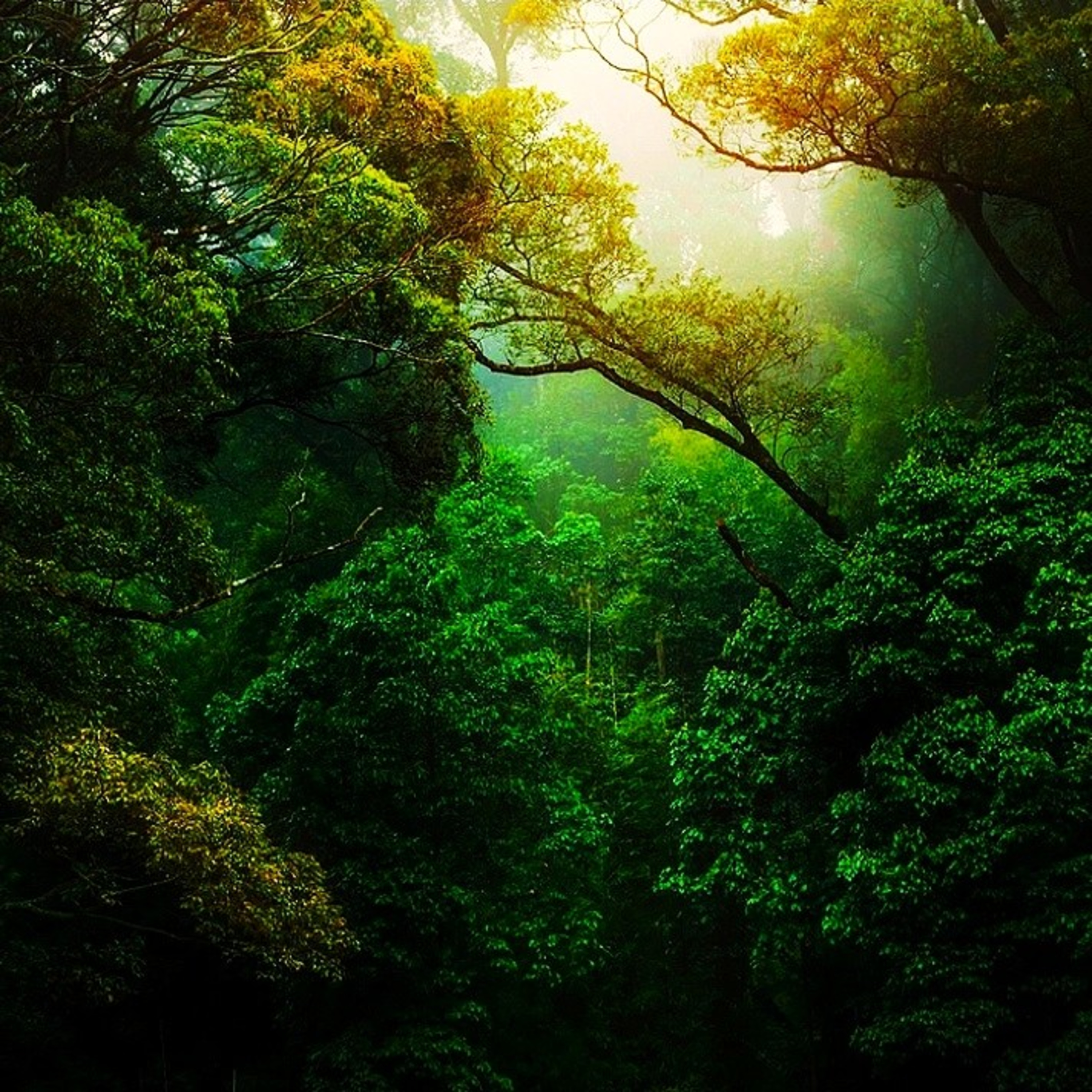 10~ Fascinating facts about ‘The Amazon Rainforest’ [In Hindi] episode artwork