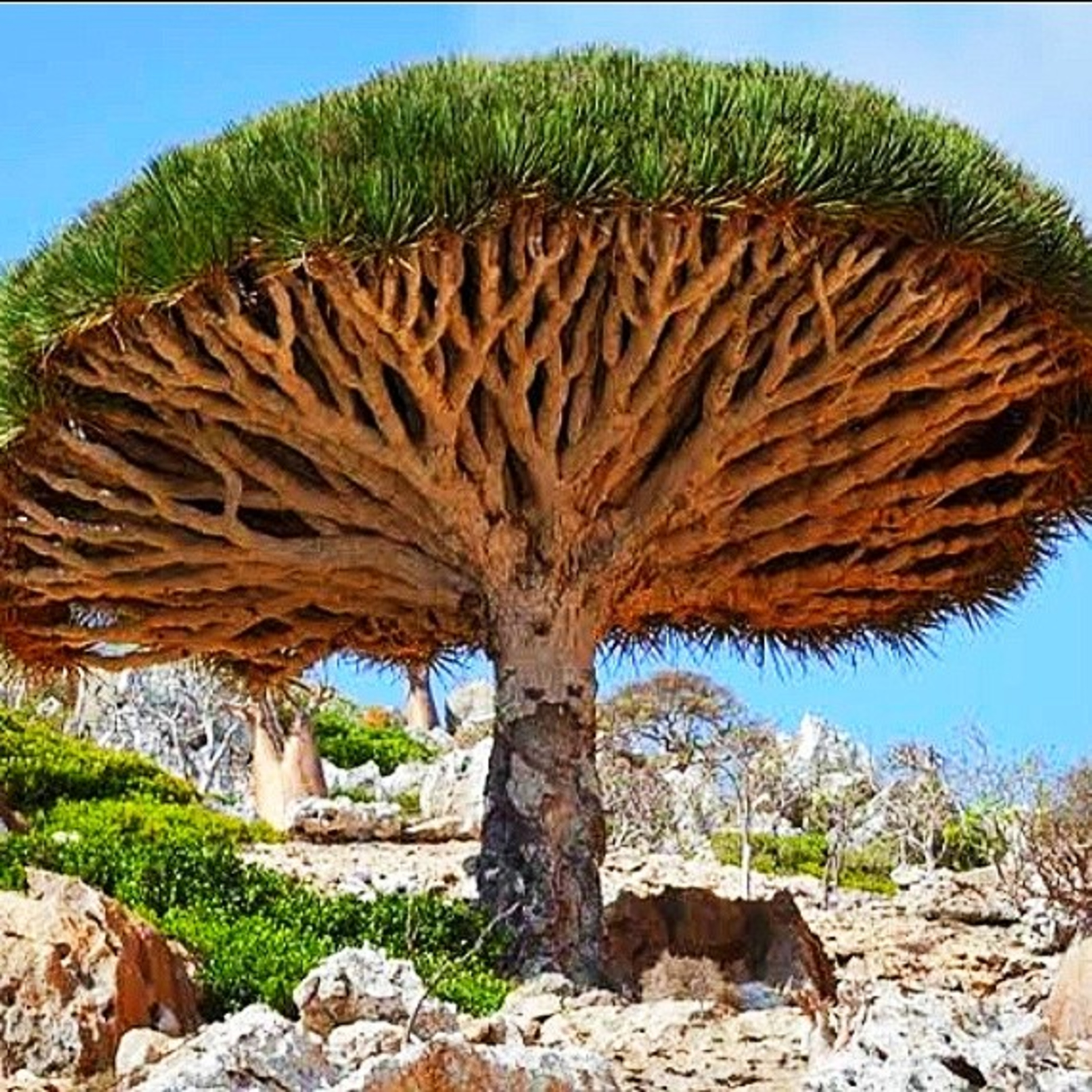 Amazing facts about ‘Dragon Blood Tree’ [In Hindi] episode artwork