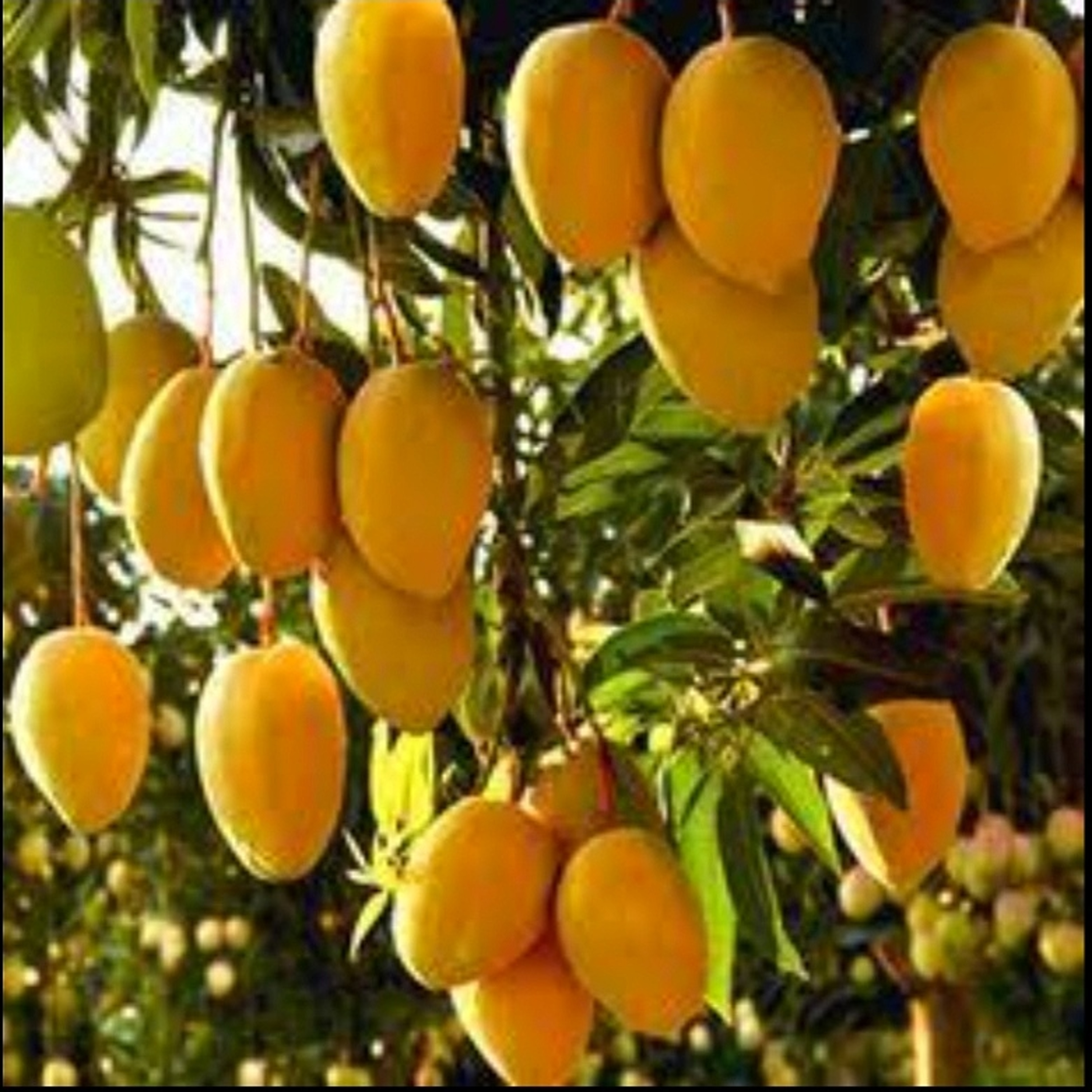 Amazing ‘Mango’ facts [In Hindi] episode artwork