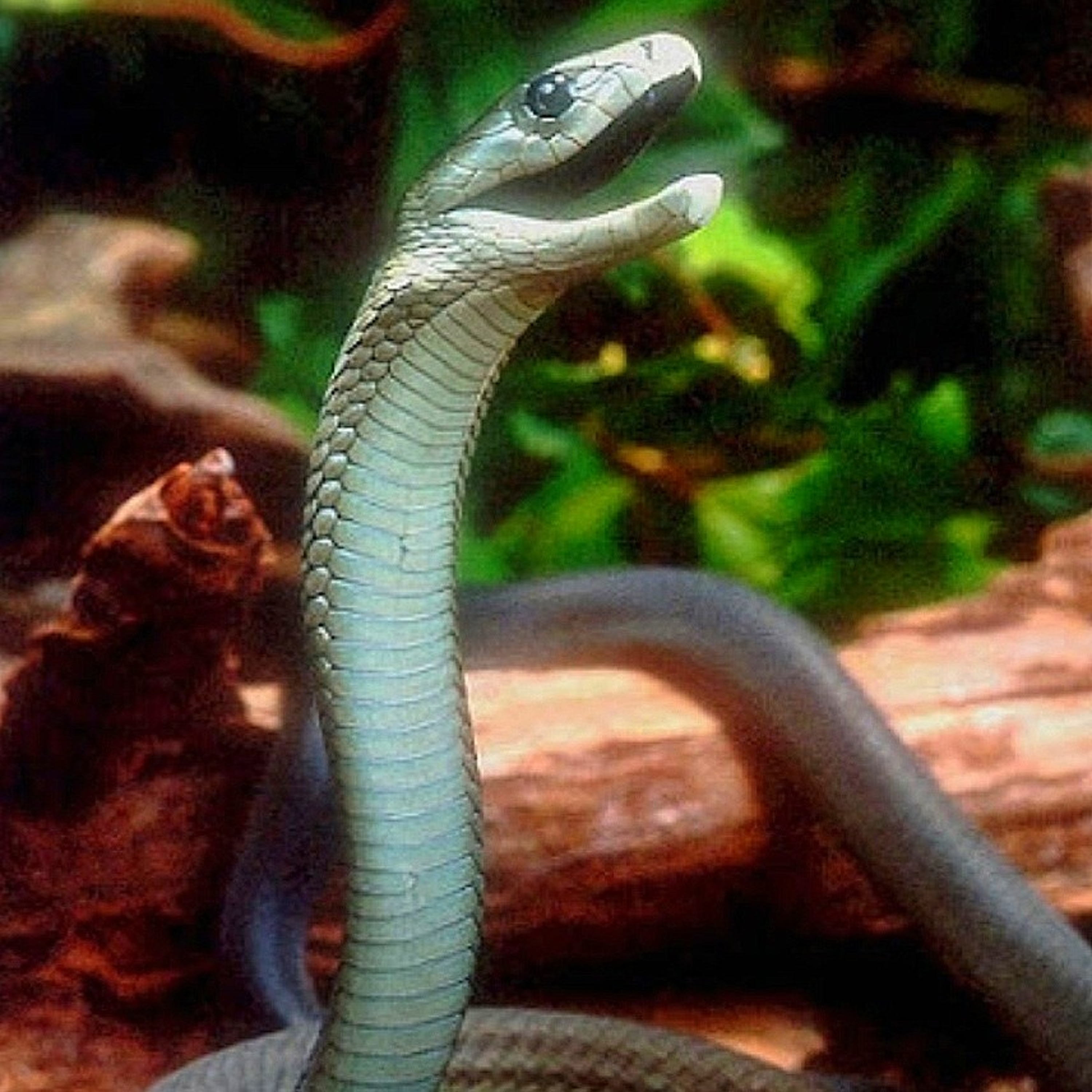 Interesting facts about ‘Black Mamba’ [In Hindi] episode artwork