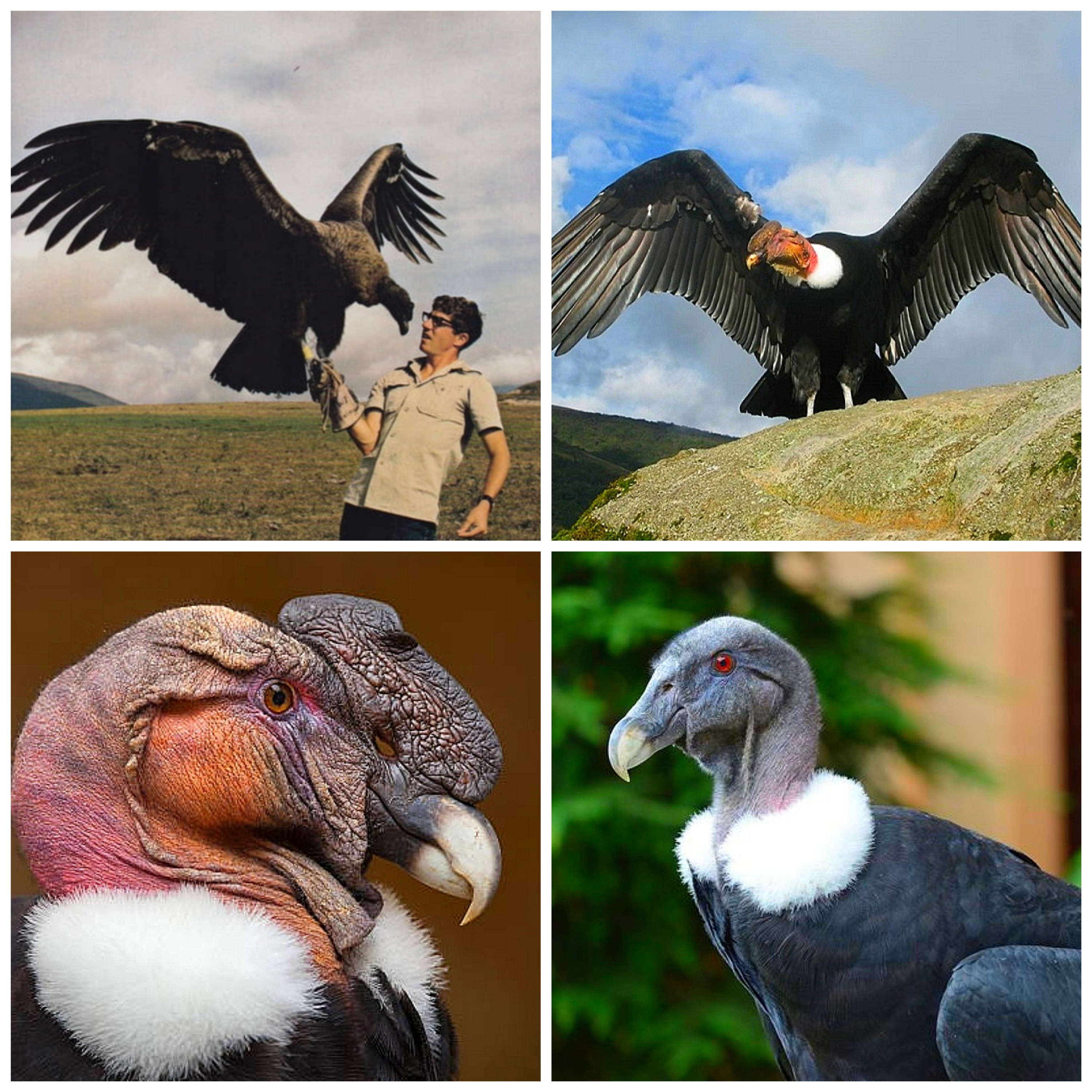How much do you know about world's biggest bird ‘Andean Condor’?  episode artwork