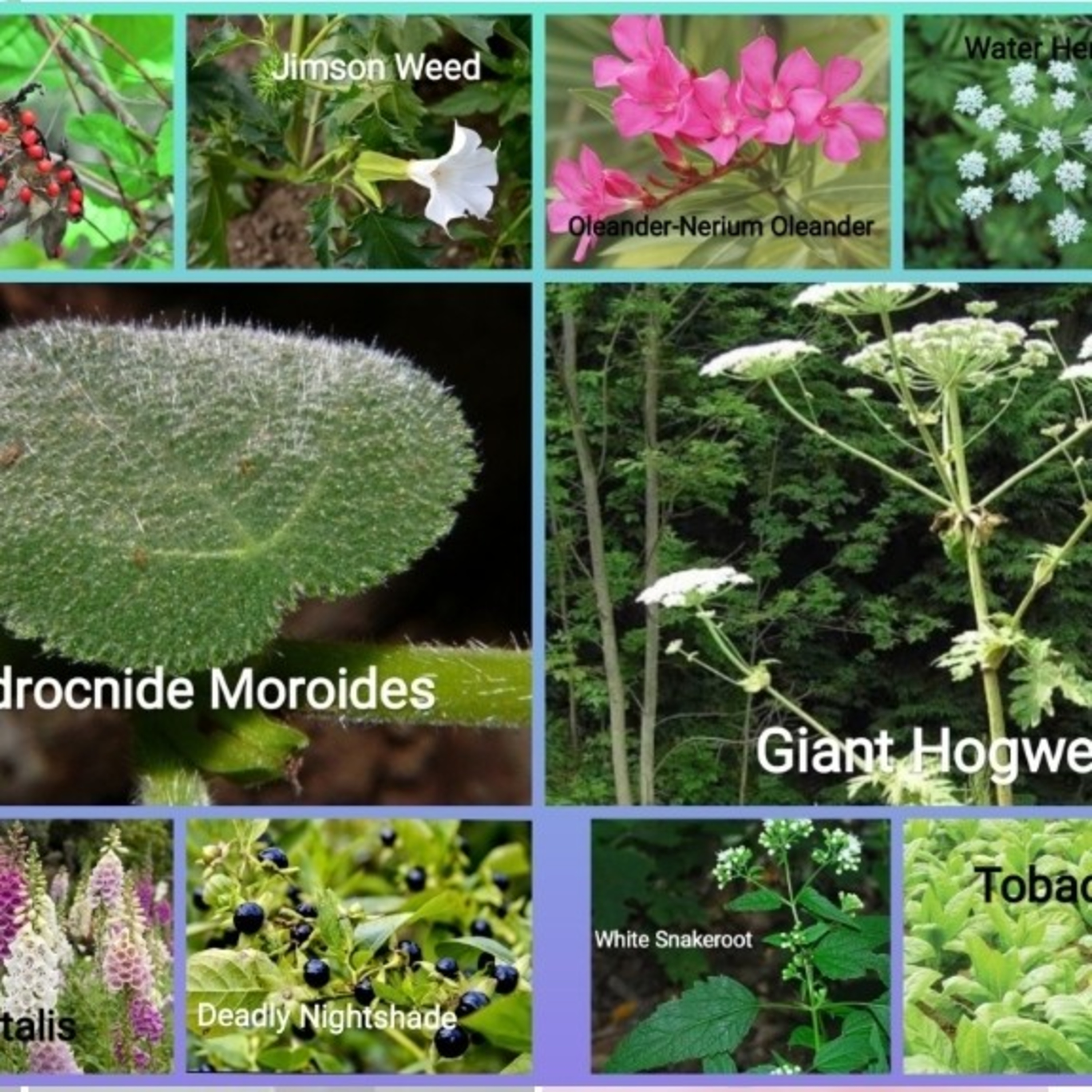 10 Of the world's deadliest plants [In Hindi] episode artwork