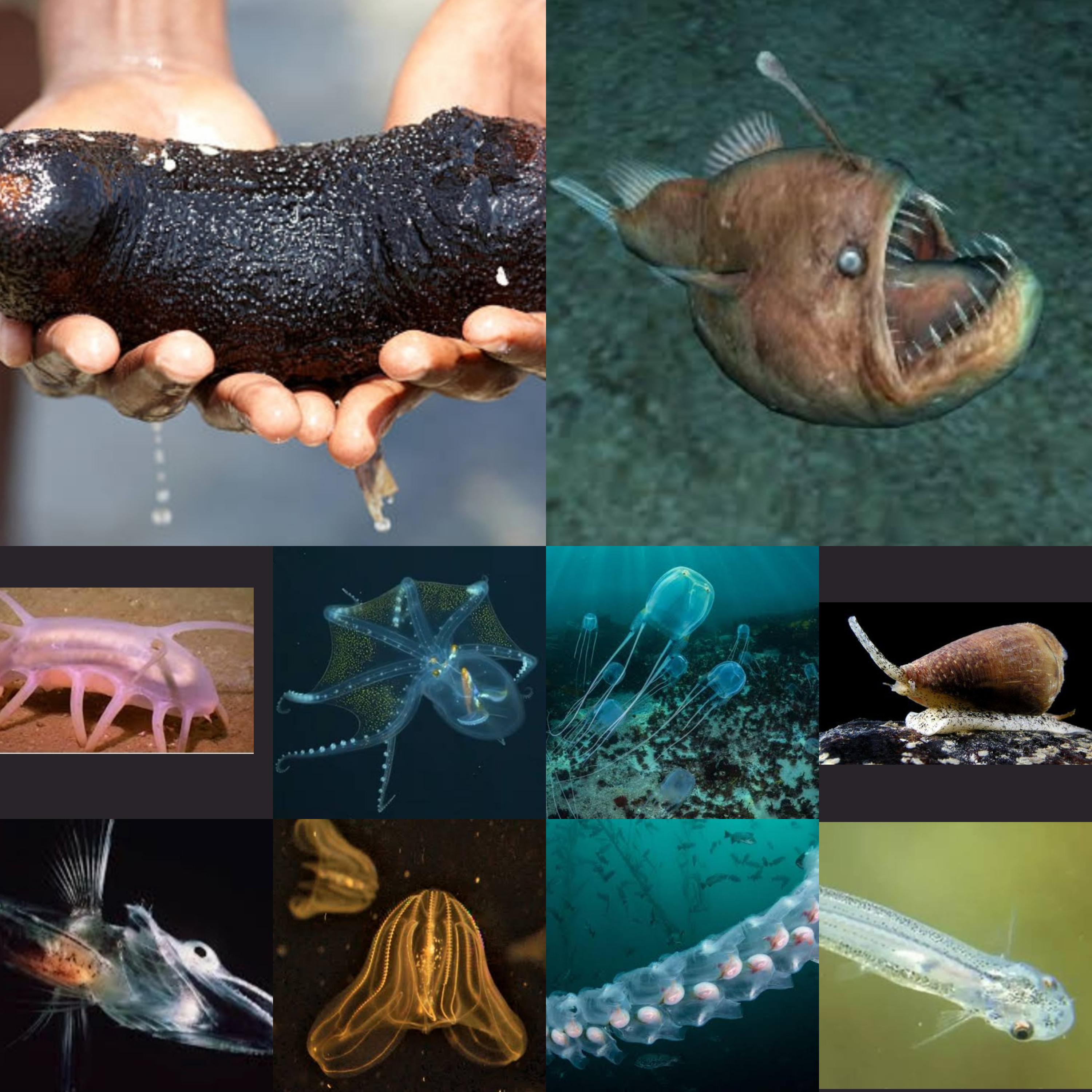 Unbelievable facts about ‘Deep sea creatures’  episode artwork