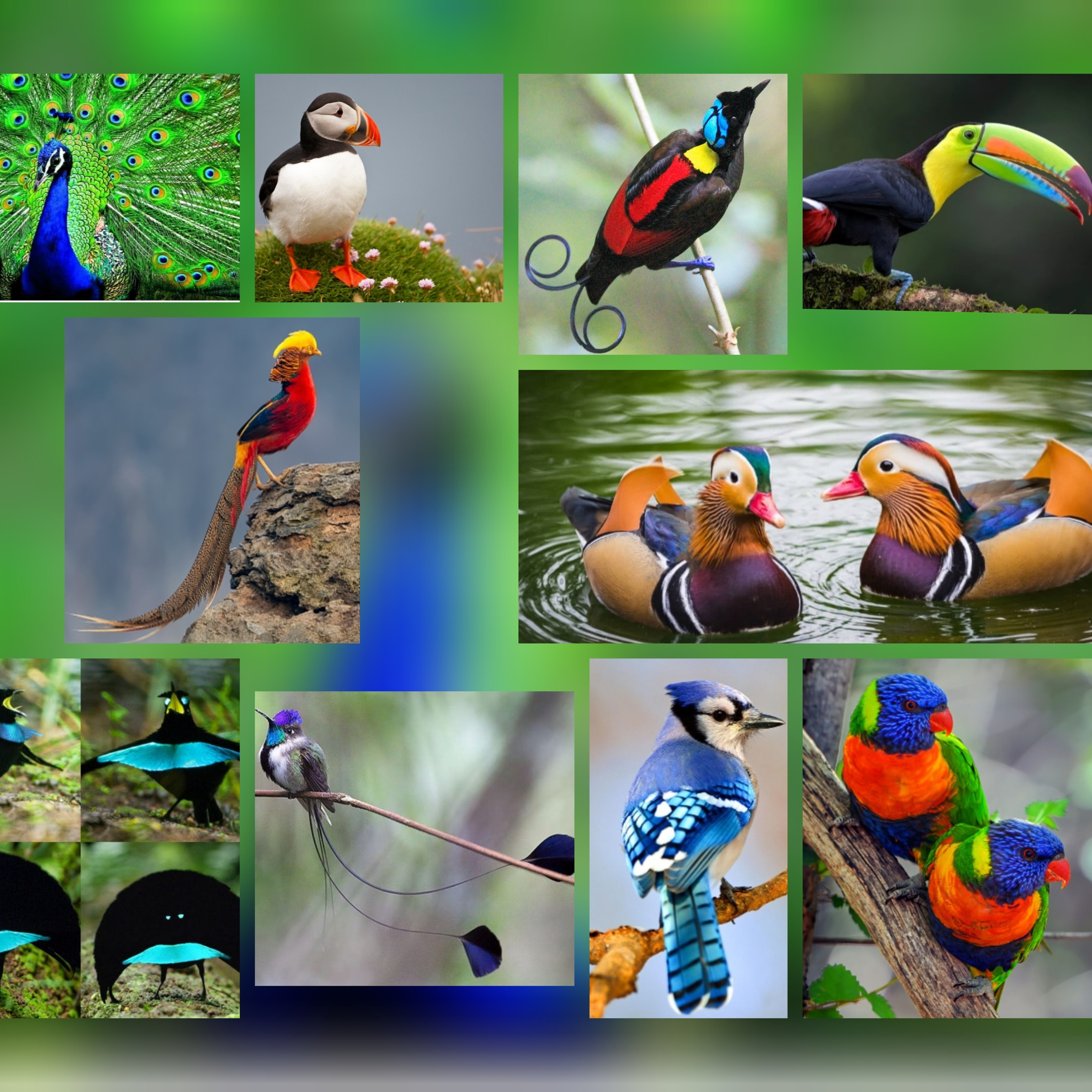 10 Most beautiful birds in the world [In Hindi] episode artwork