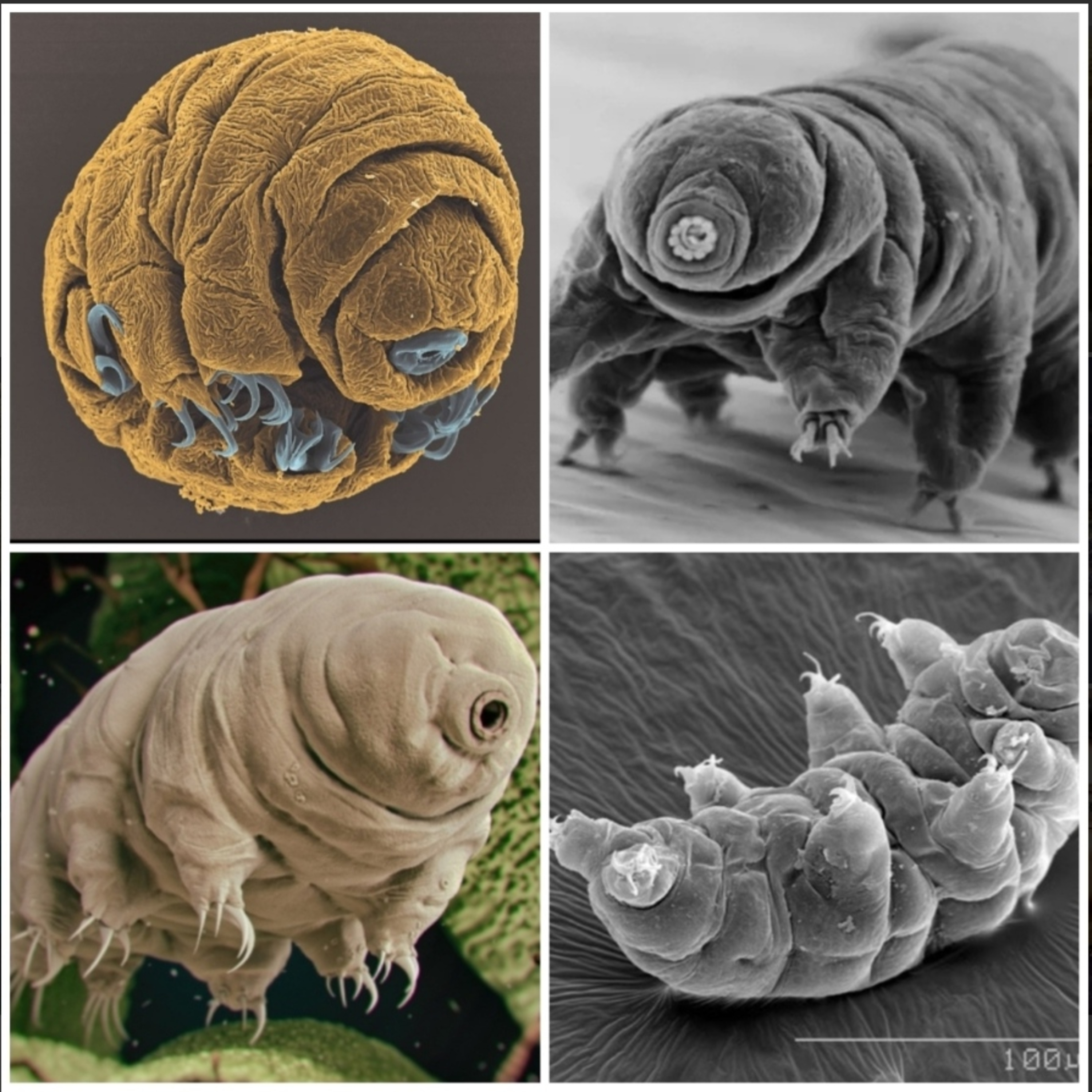 10 Astounding facts about “Tardigrades”  episode artwork