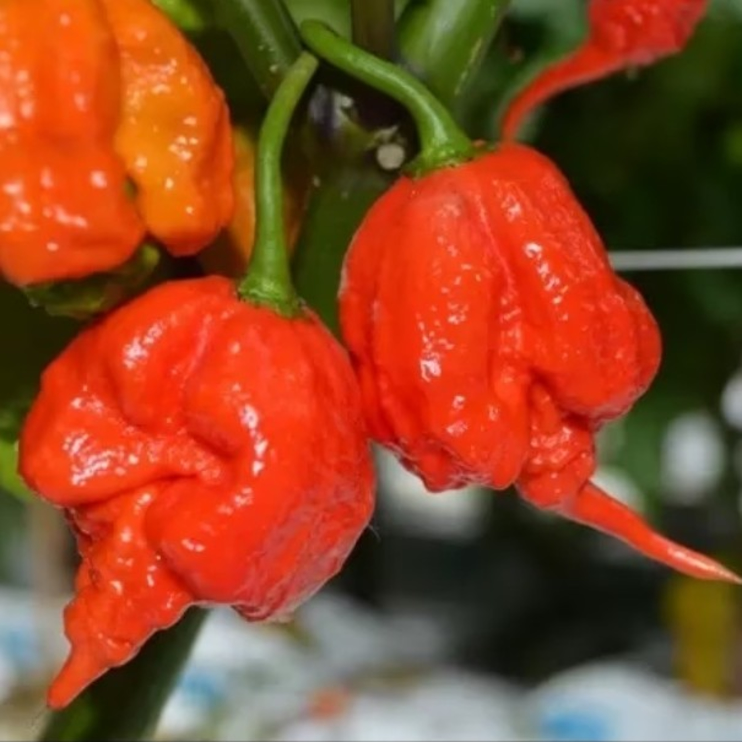 World's Hottest Chilli “Carolina Reaper”  episode artwork