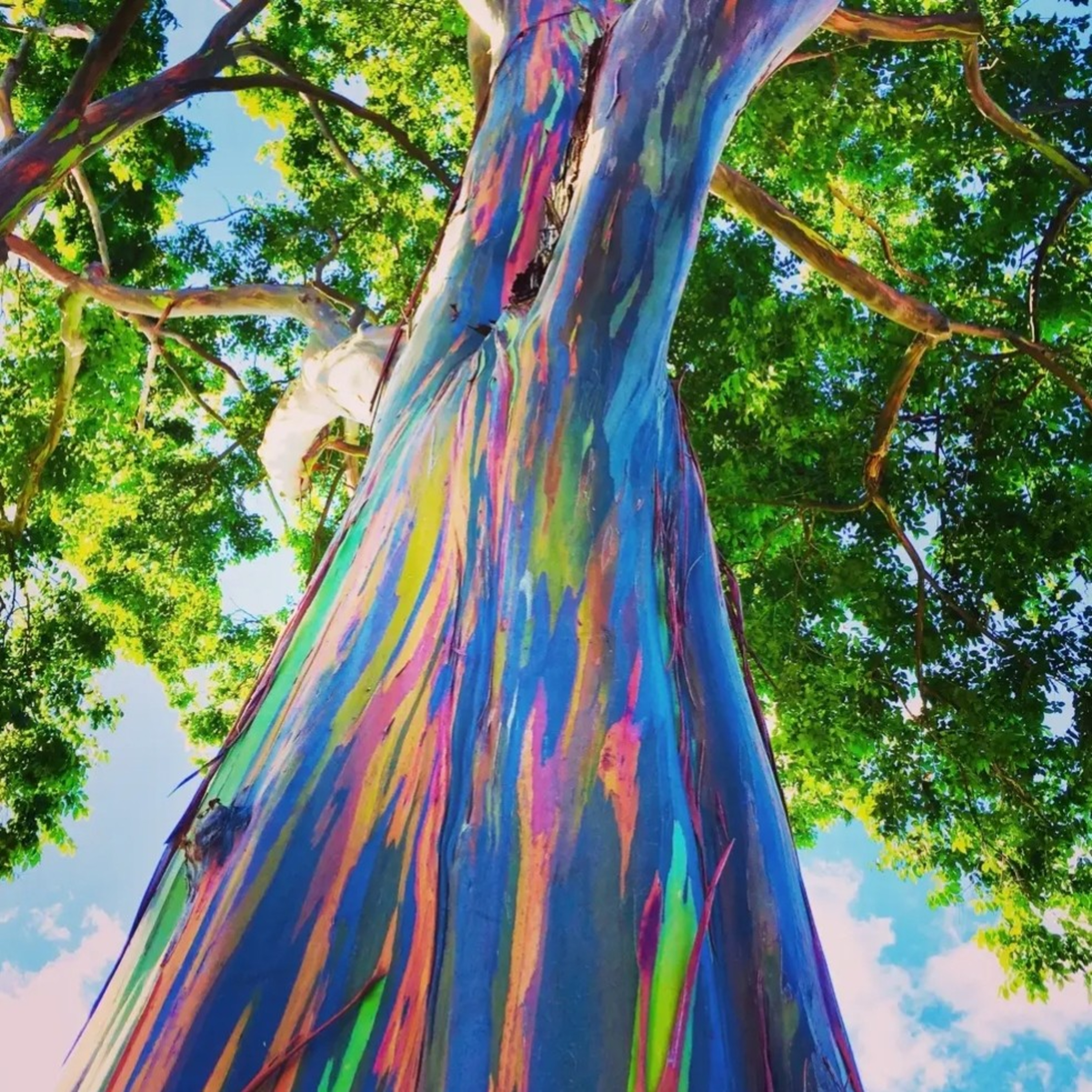 Eucalyptus trees wear rainbow-hues  episode artwork