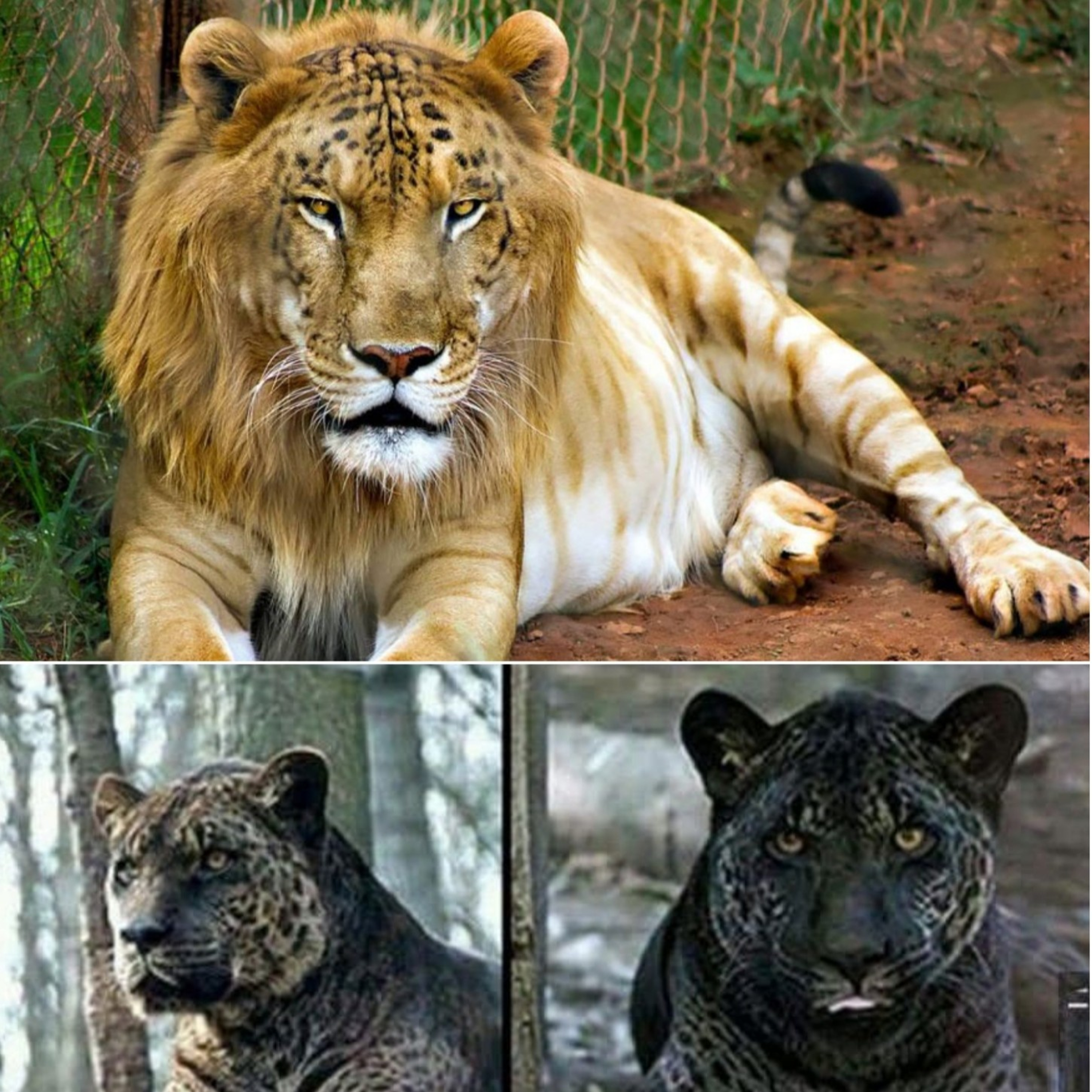 The mixed–up world of hybrid animals  episode artwork