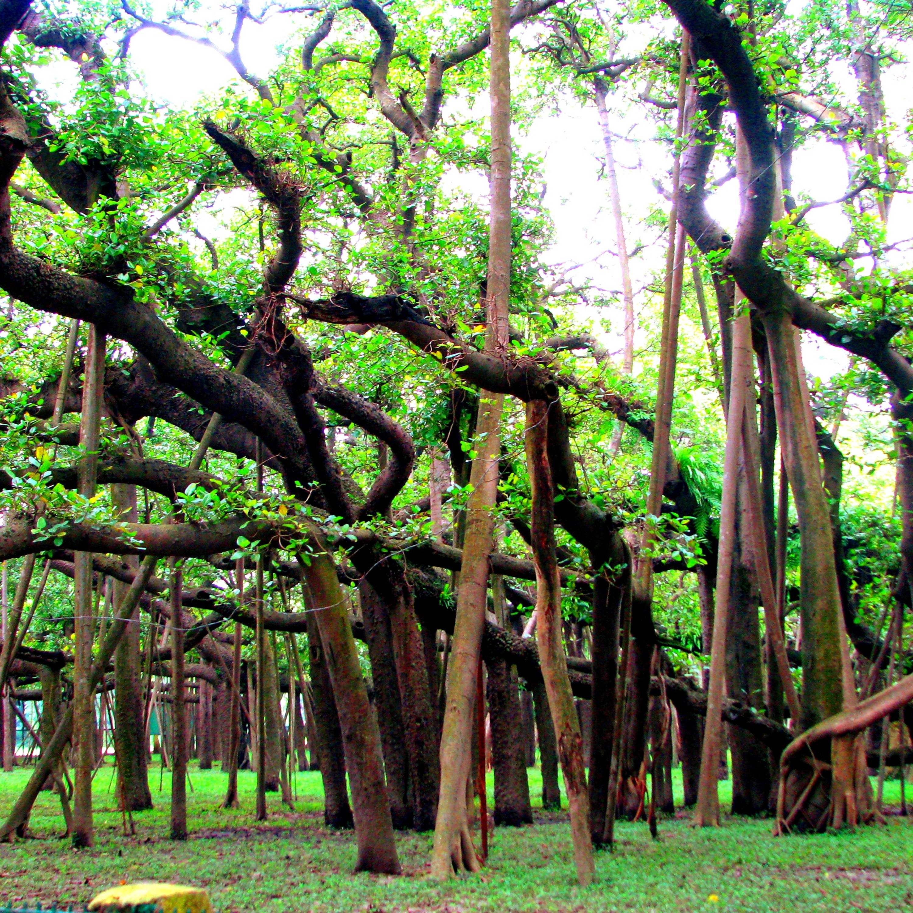 The largest banyan tree in the world is located in India  episode artwork
