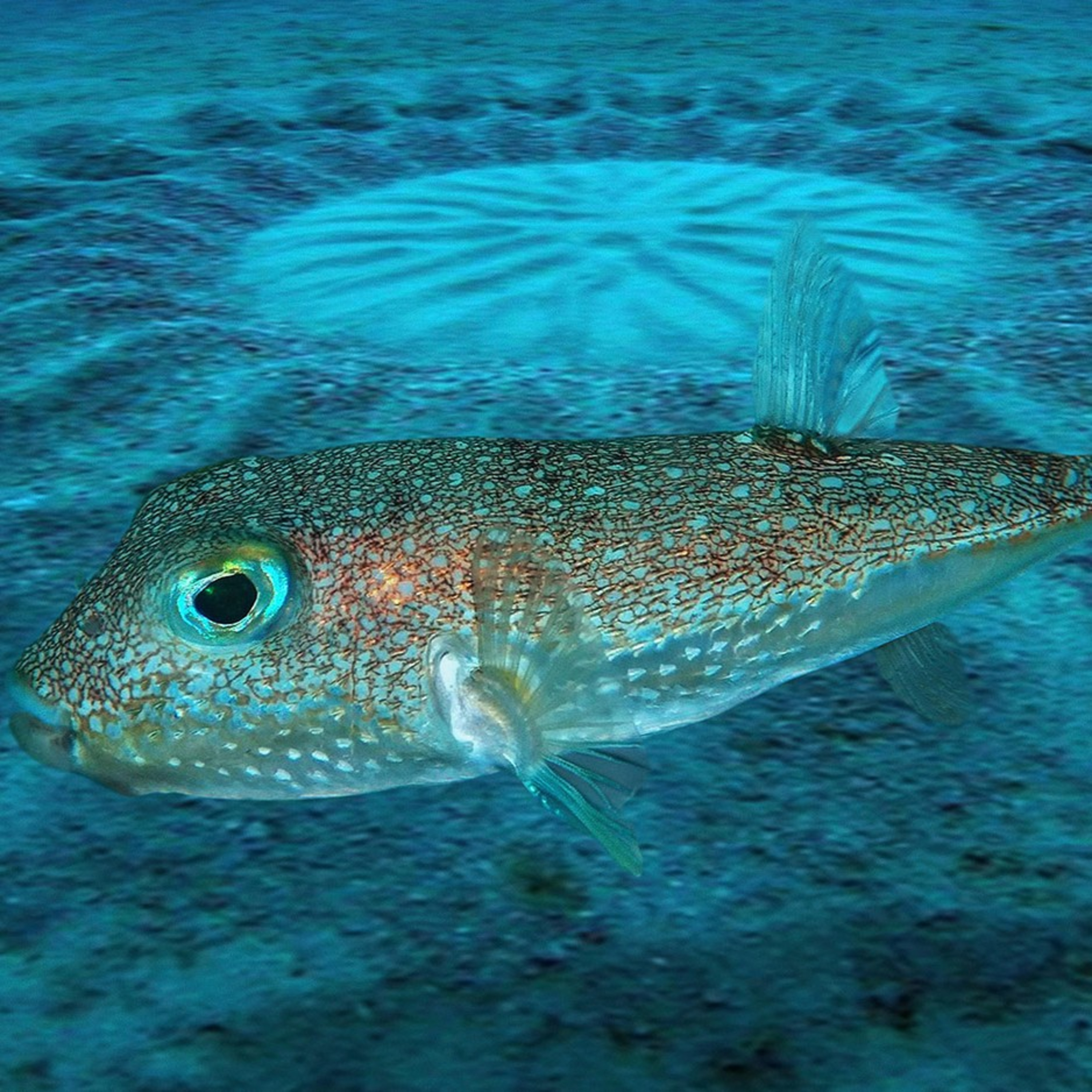 Japanese Pufferfish constructs patterns on ocean floor to attract lover  episode artwork