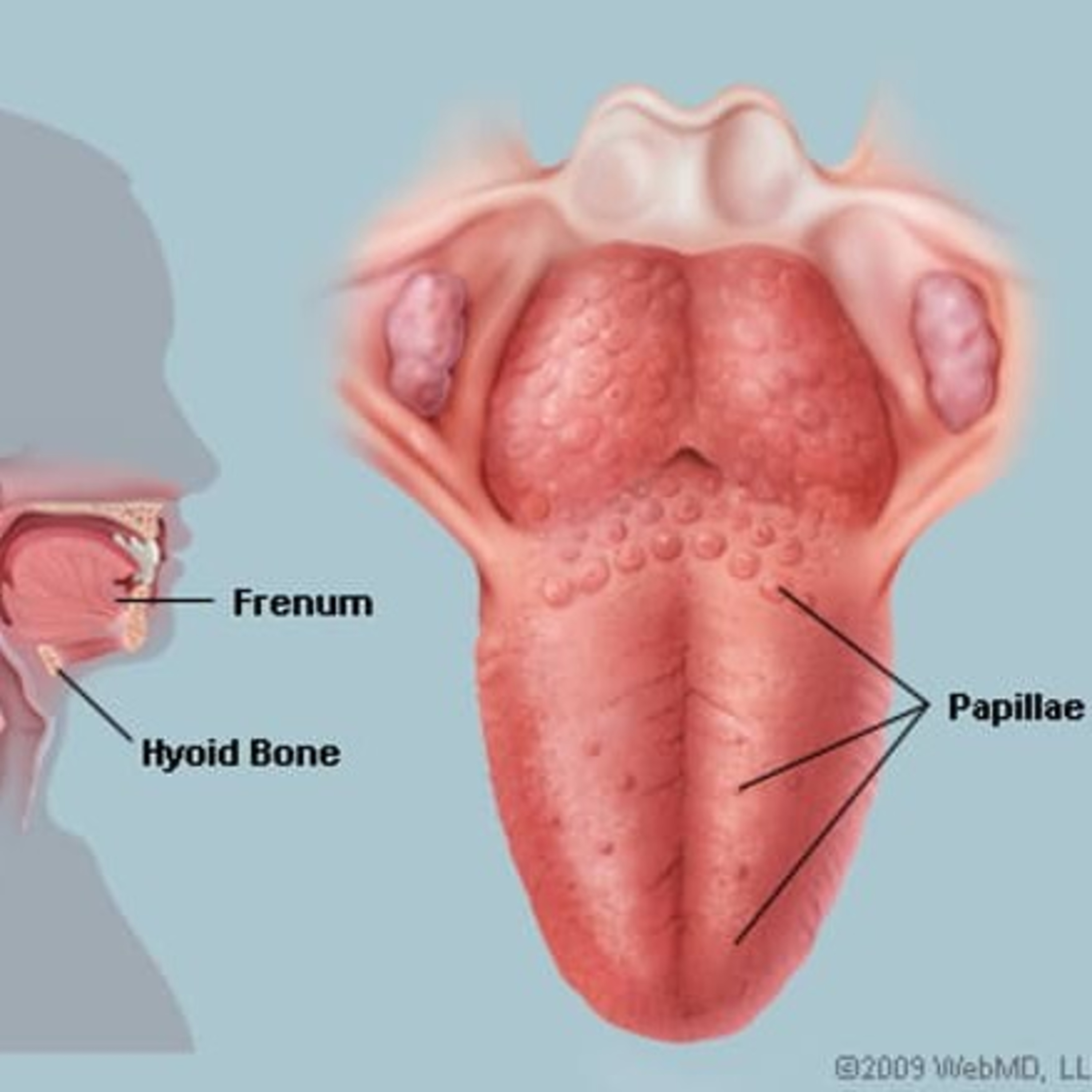 Fun facts about the ‘Human Tongue’  episode artwork