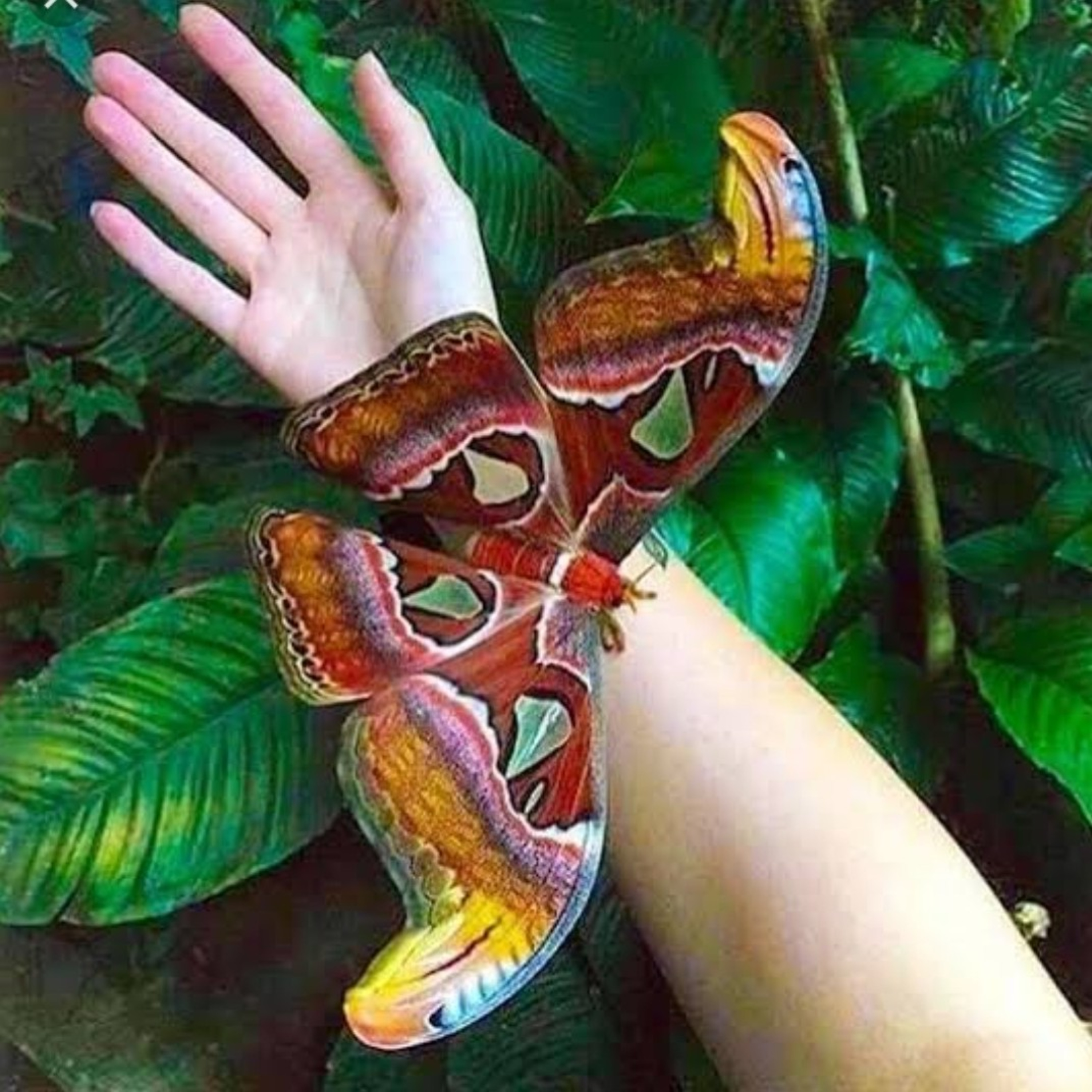 The Atlas Moth, Attacus Atlas - The Big Butterfly  episode artwork