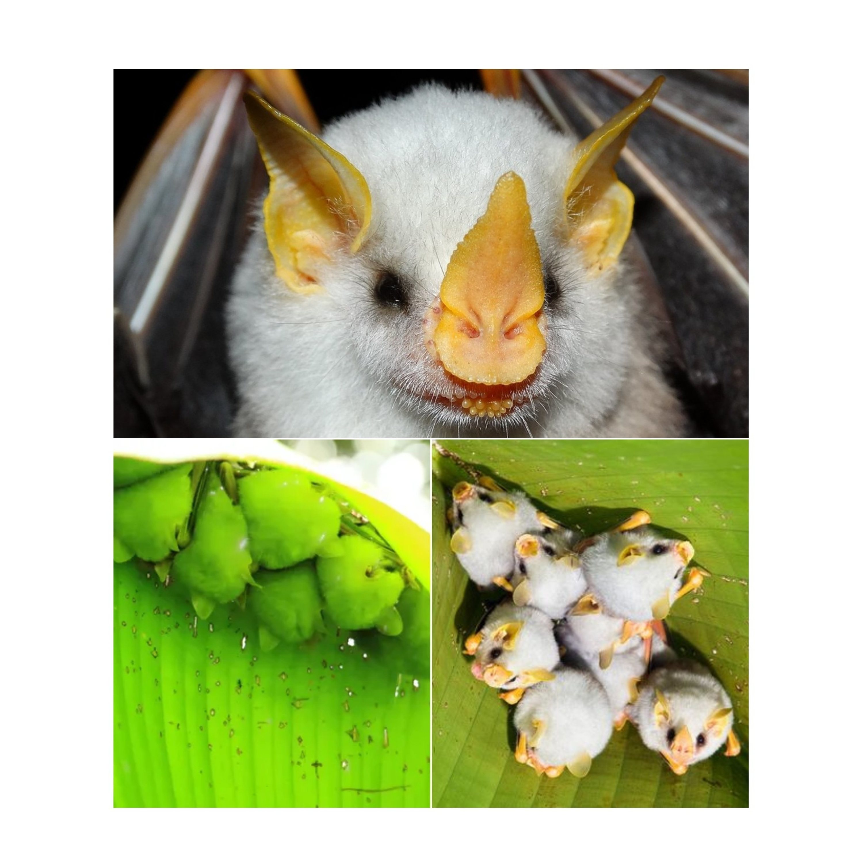 Fluffy Honduran White Bat episode artwork