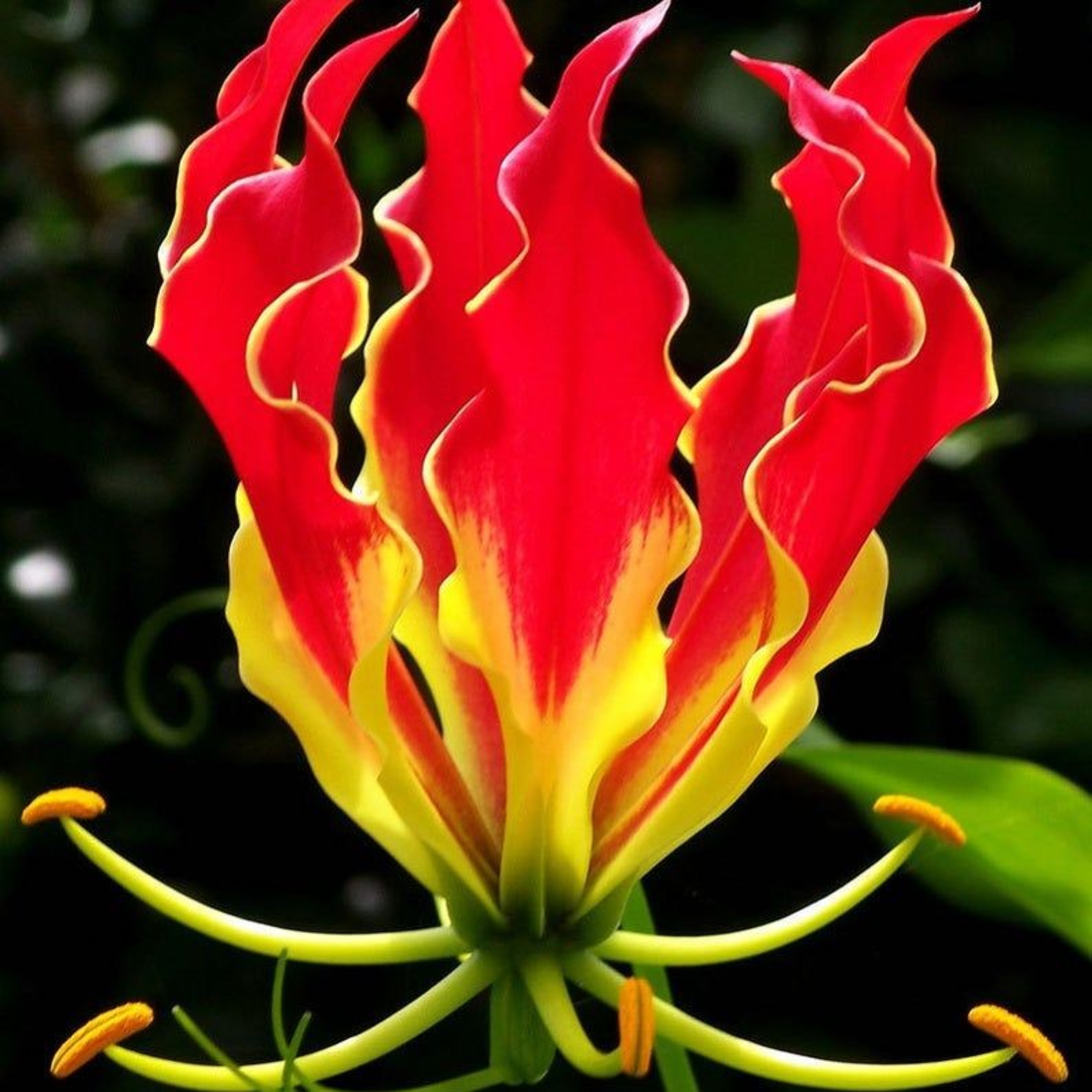 Gloriosa flame lily - A lily that looks like a flame 🔥 episode artwork
