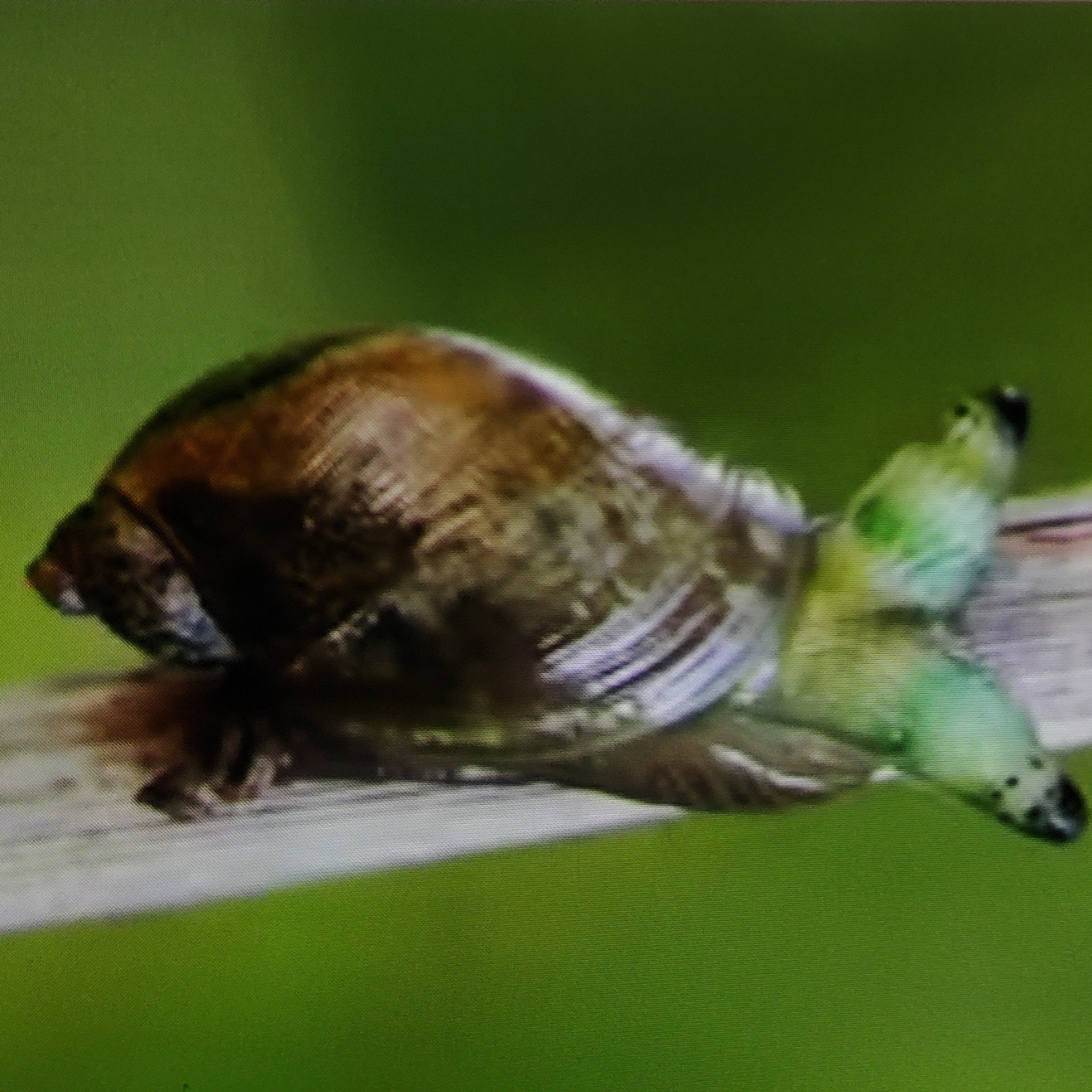 ‘Zombie Snail’ with flashing ‘neon’ eye stalks freaks out hiker  episode artwork