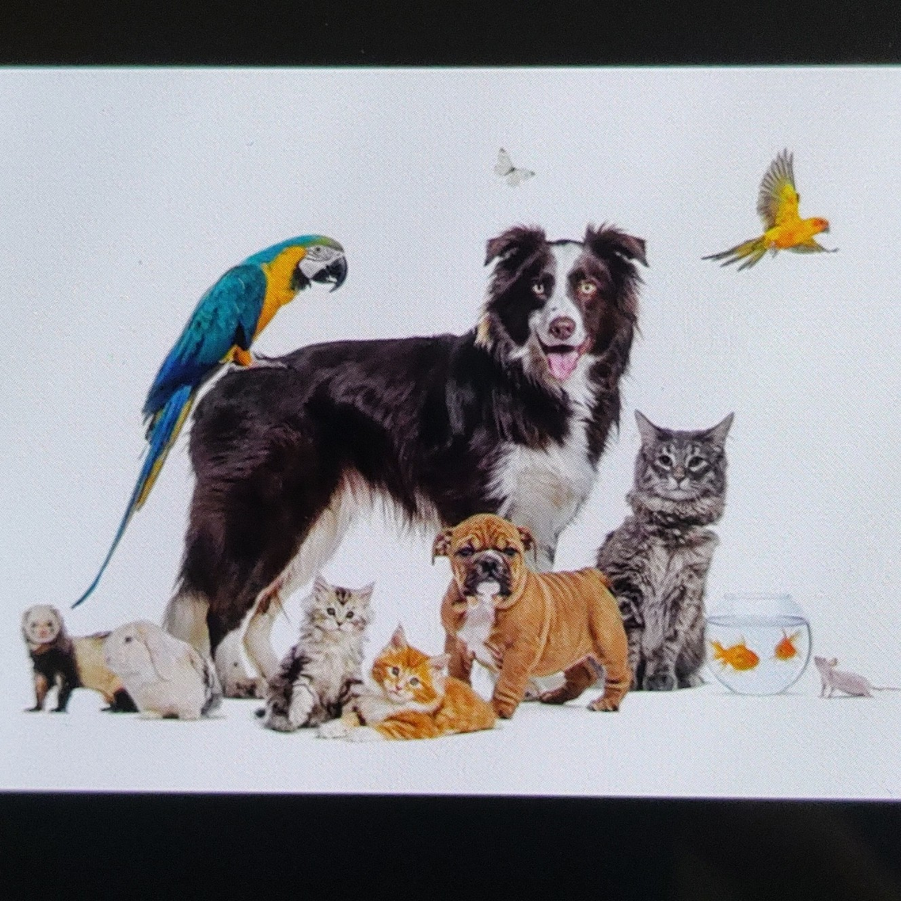 The pet effect : Facts about the incredible Human - Animal Bond  episode artwork