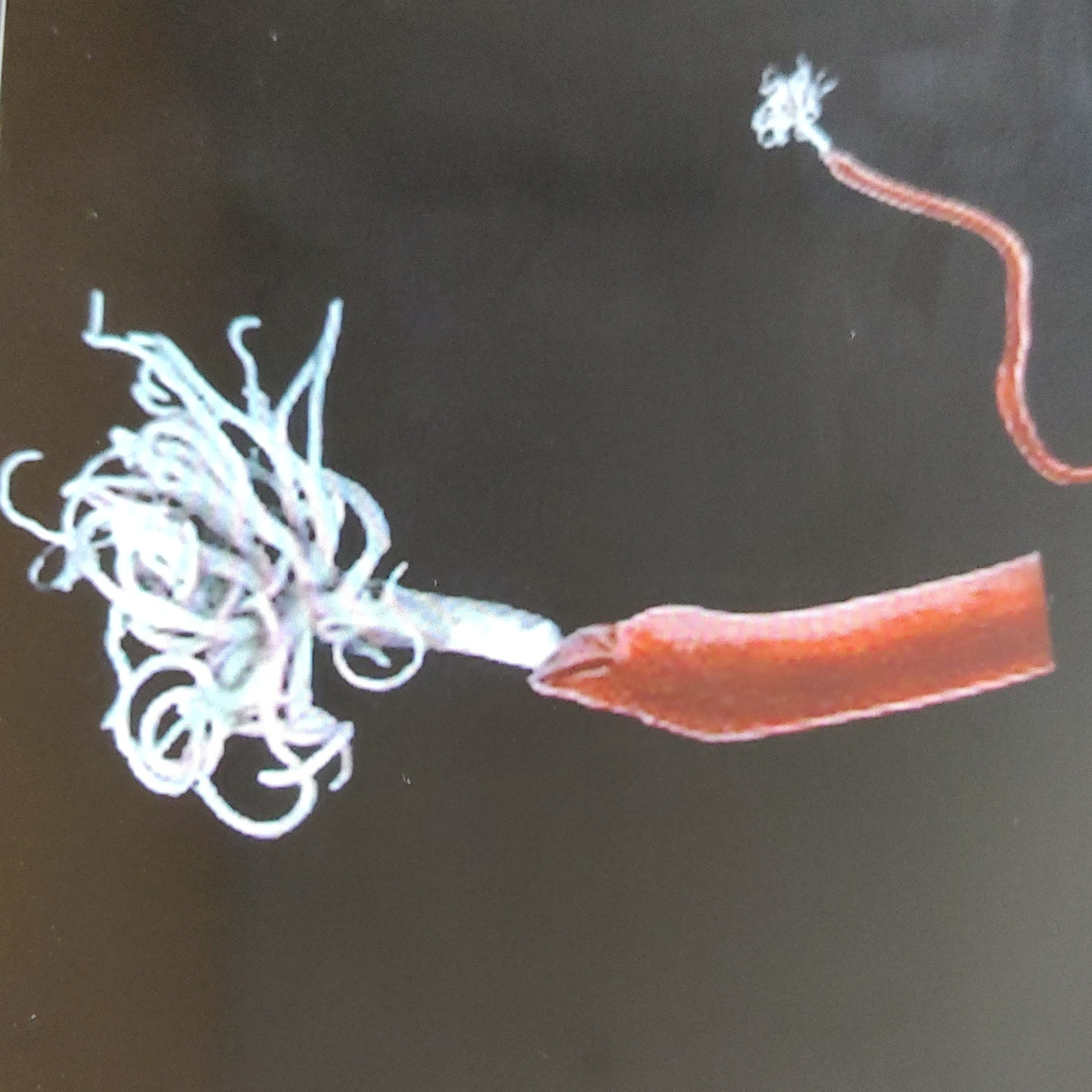 Meet this bizarre and mysterious Ribbon Worms 🪱 episode artwork