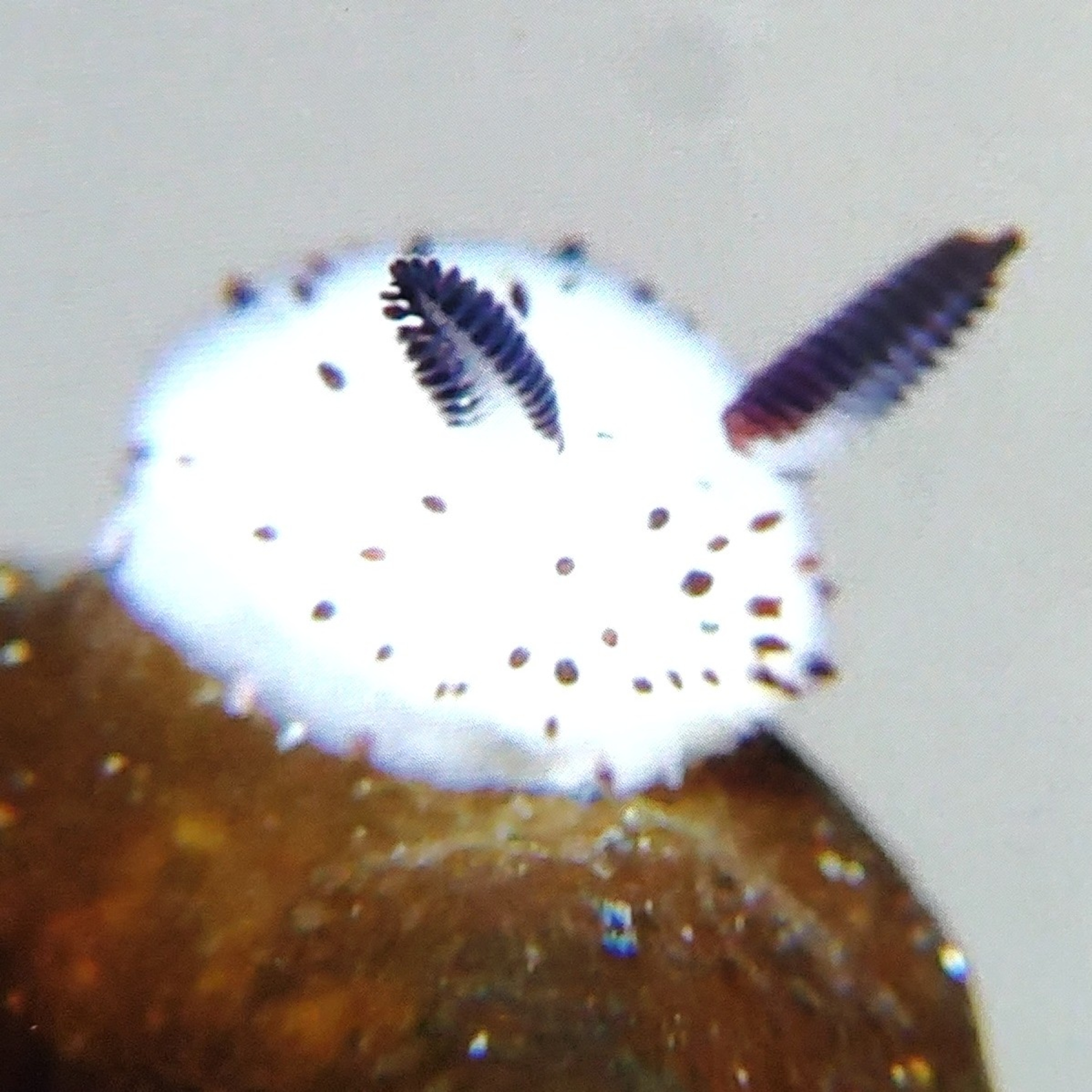 Sea Bunny facts : Cute, Fluffy and Adorable  episode artwork