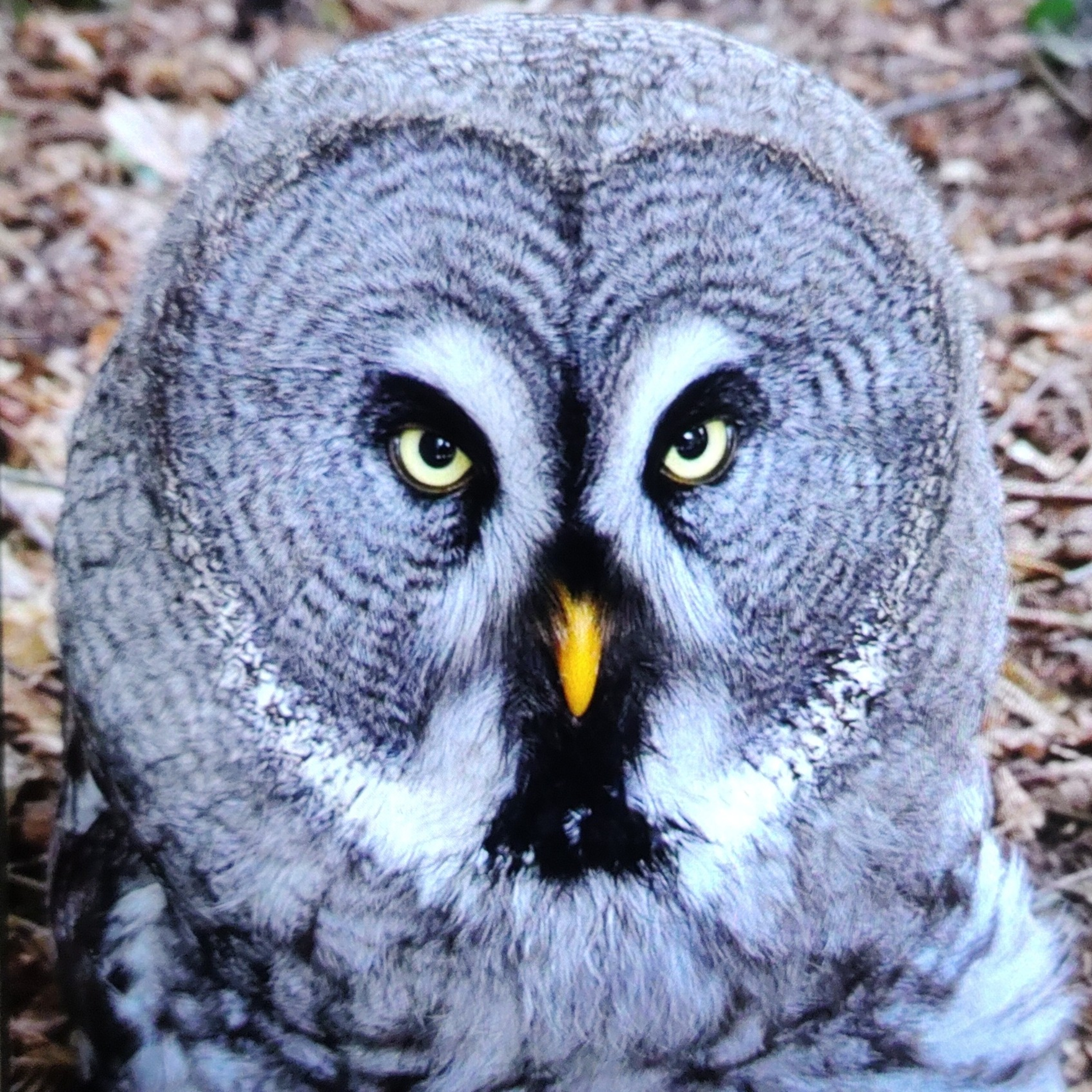 11 Magnificent types of Owls to spot in the wild episode artwork