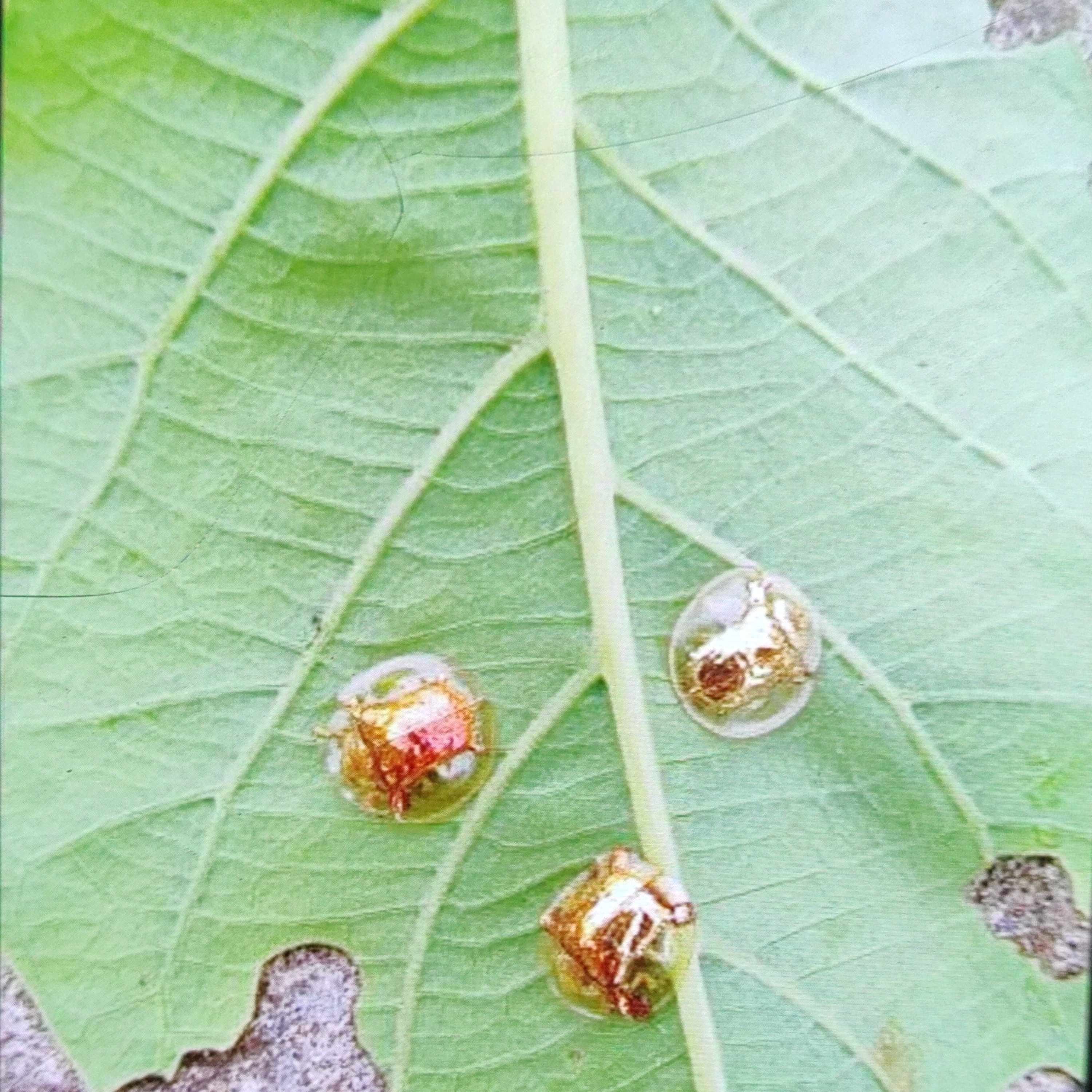 Meet the rare thumb sized beetle which shimmers in GOLD  episode artwork