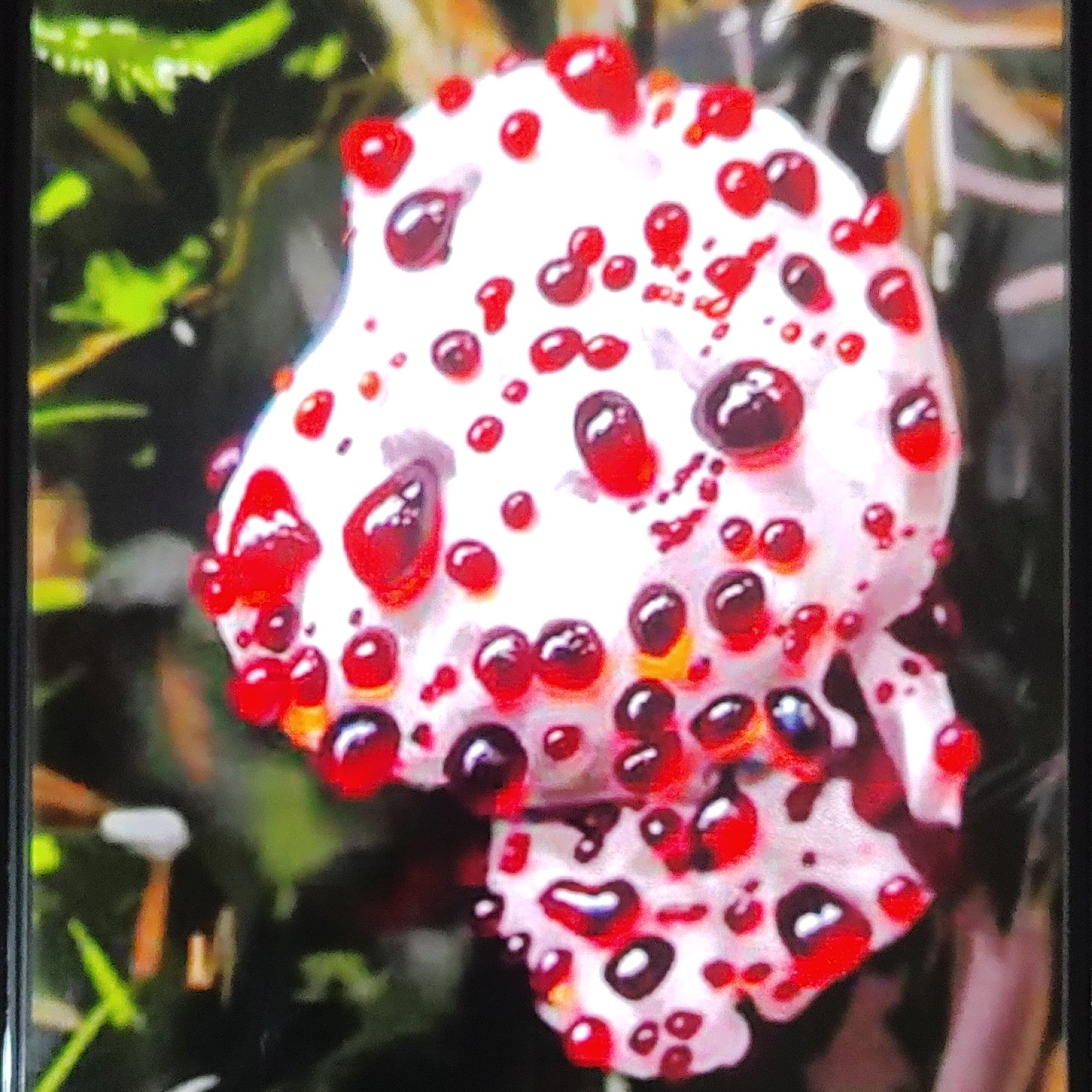 Bizarre and Beautiful Mushrooms  episode artwork