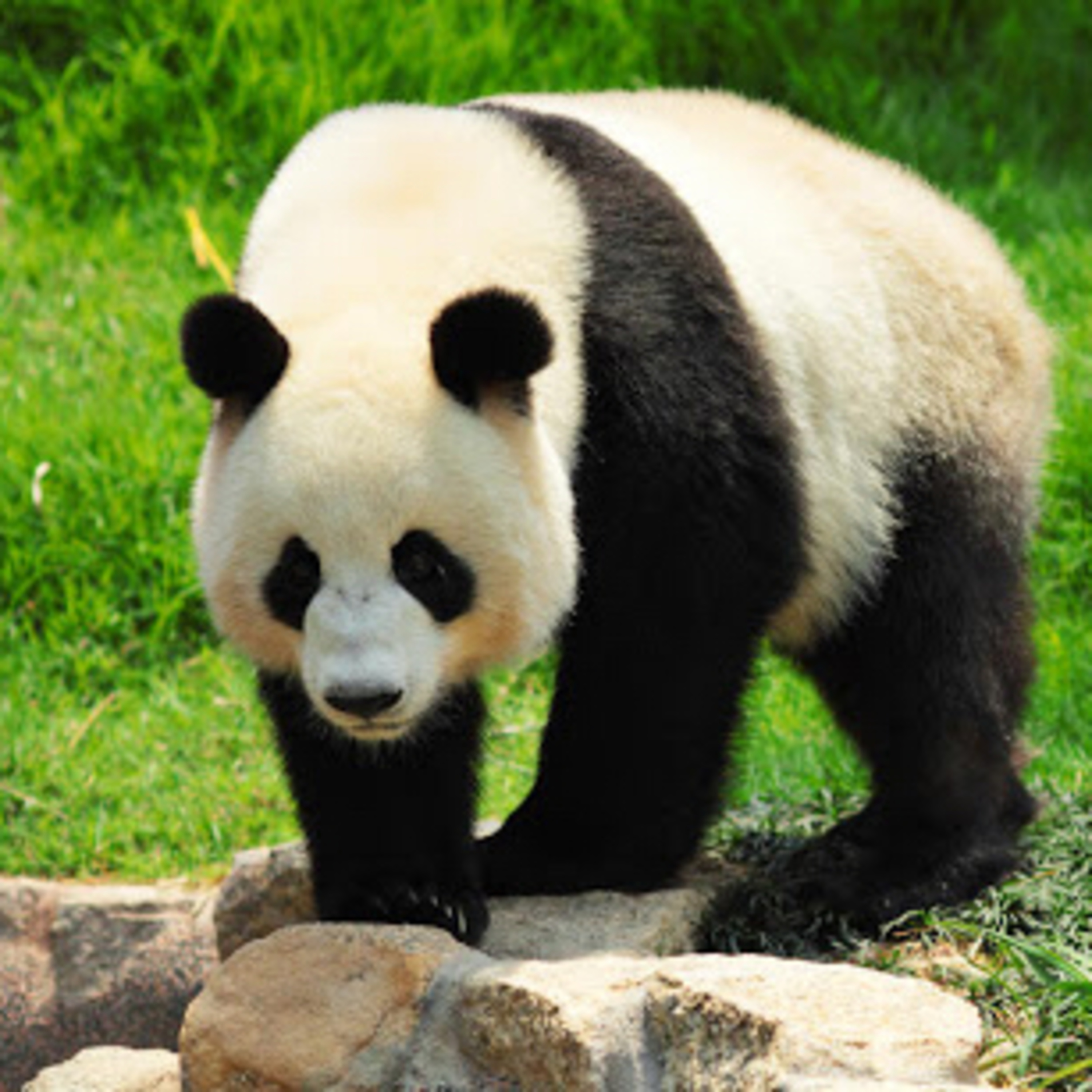 Animales en peligro de Extinción: Los gigantes pandas 