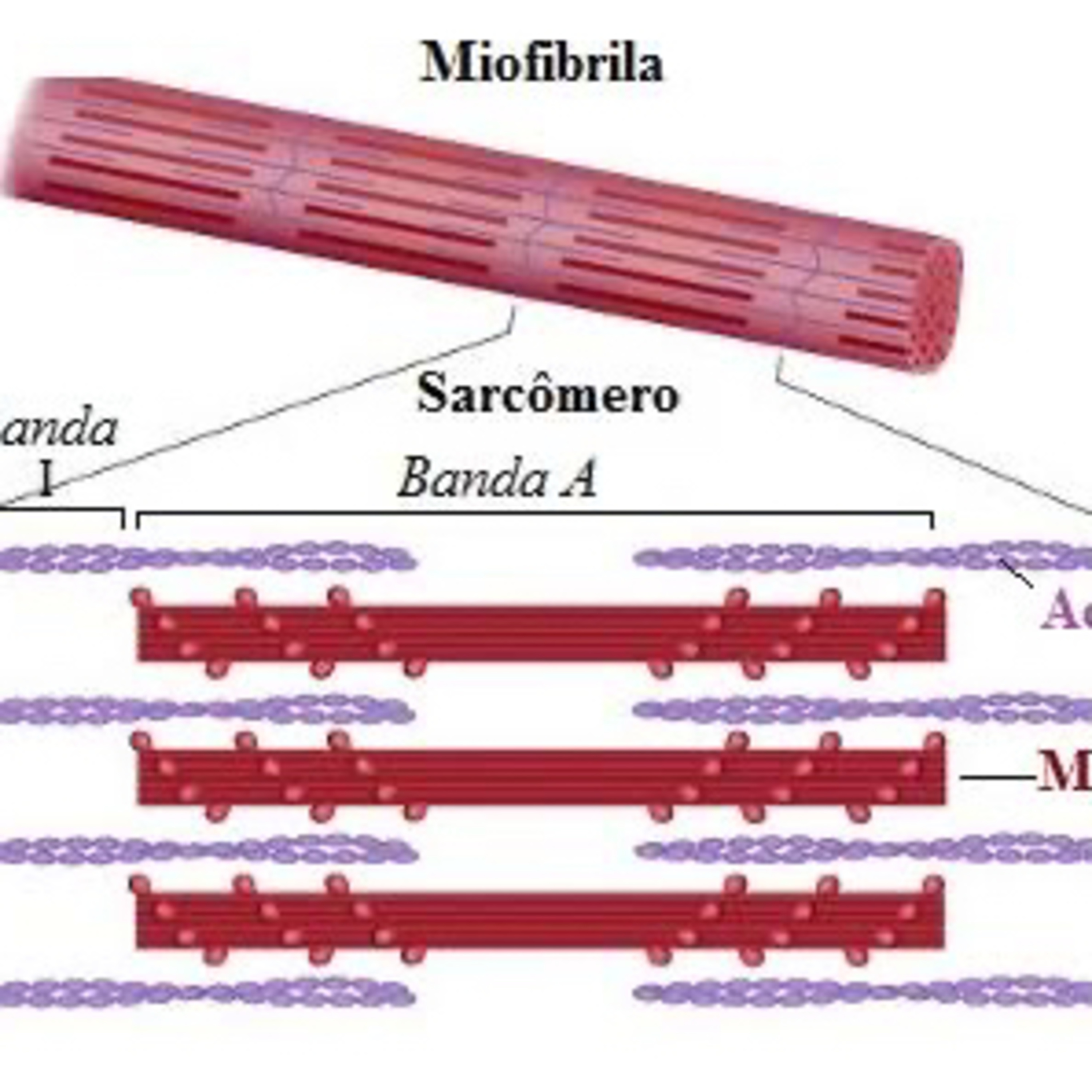 ODONTO Nassau/Natal 3NA- Discip. FUNCÕES BIOLÓGICAS