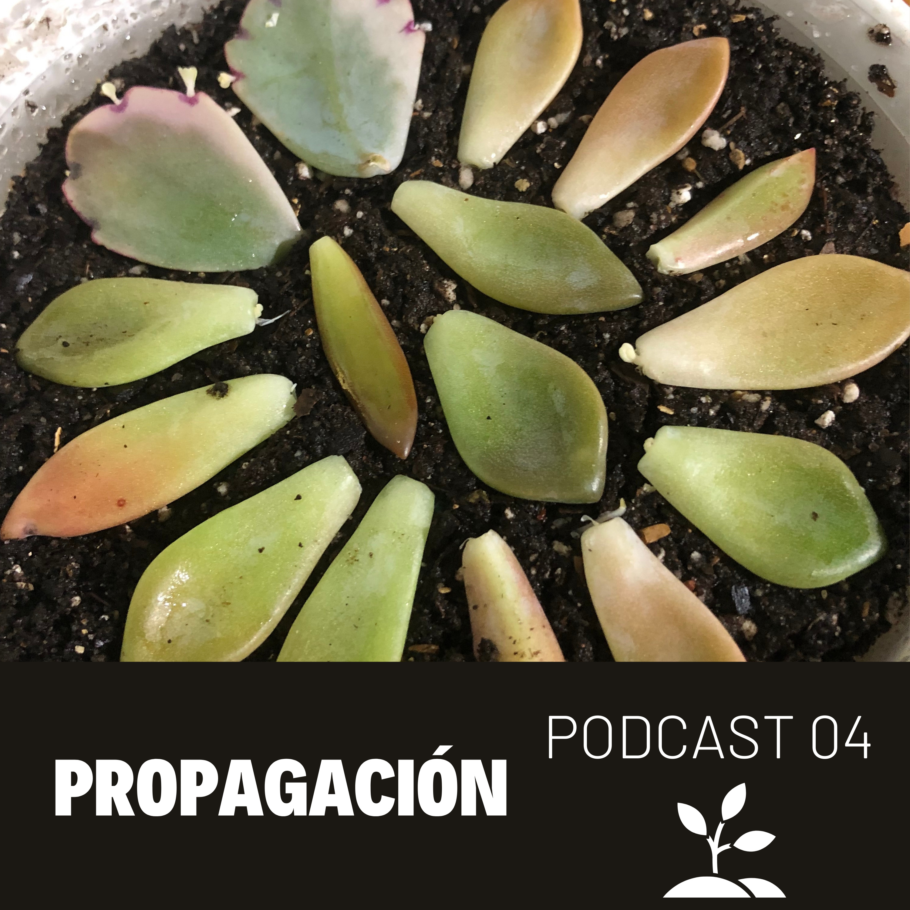 04 Propagación | Preguntas frecuentes