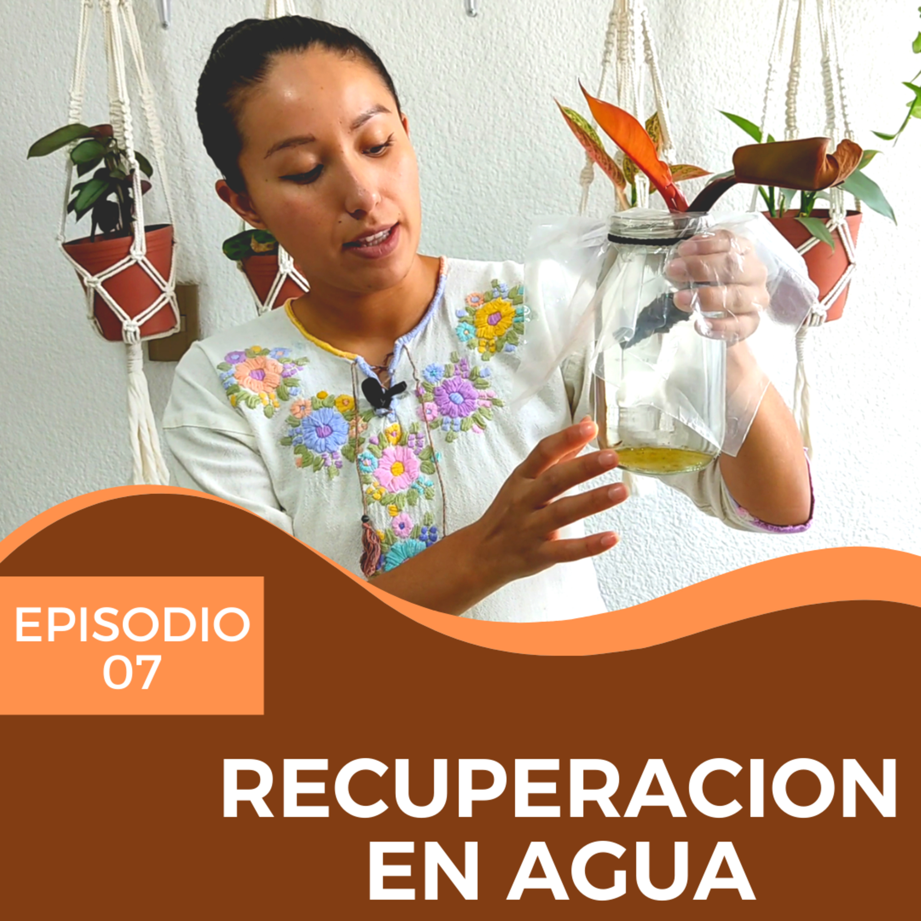 07 | Recuperación de plantas en agua