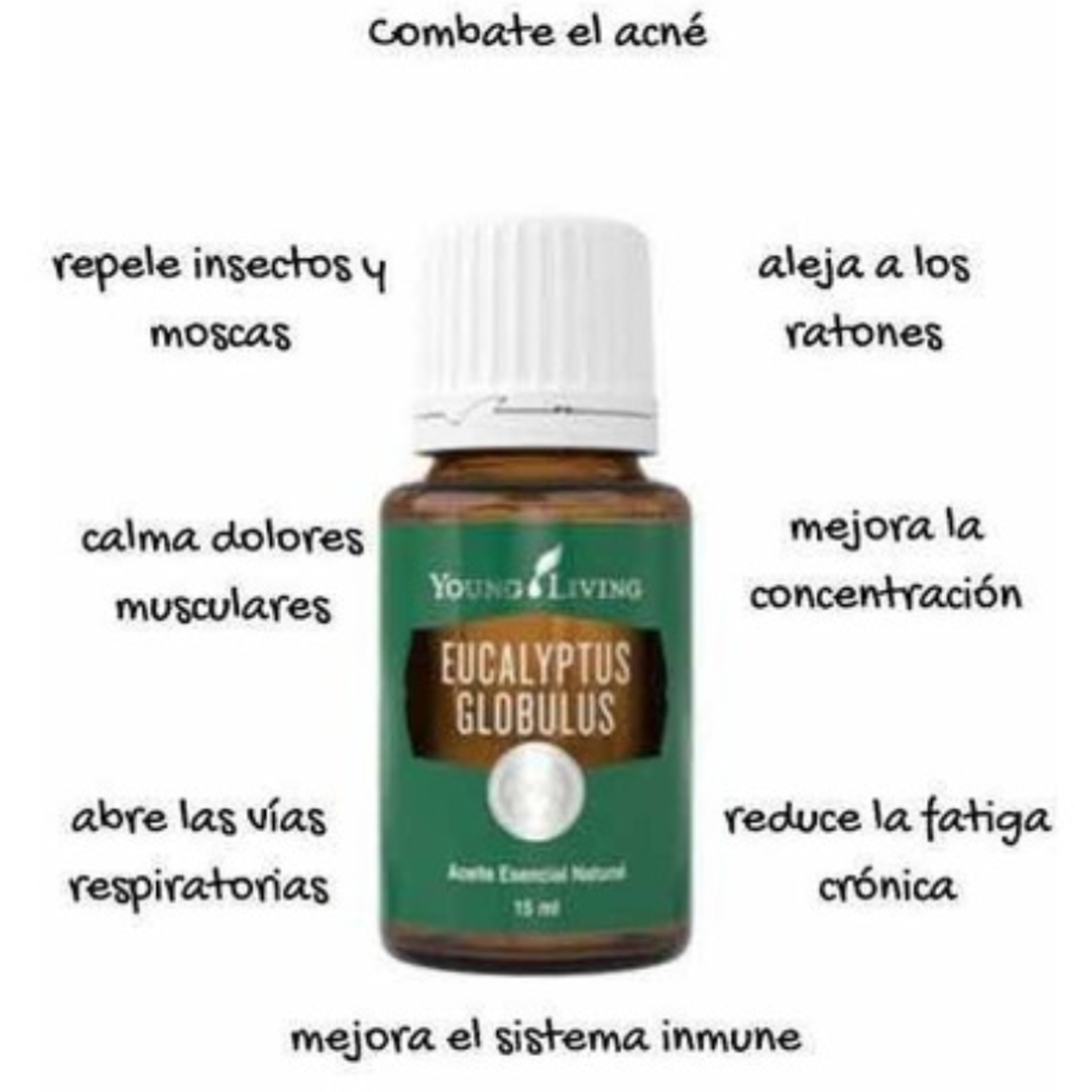 SEGMENTO SADA 11-20-21 USOS ACEITE EUCALYPTUS GLOBULUS episode artwork