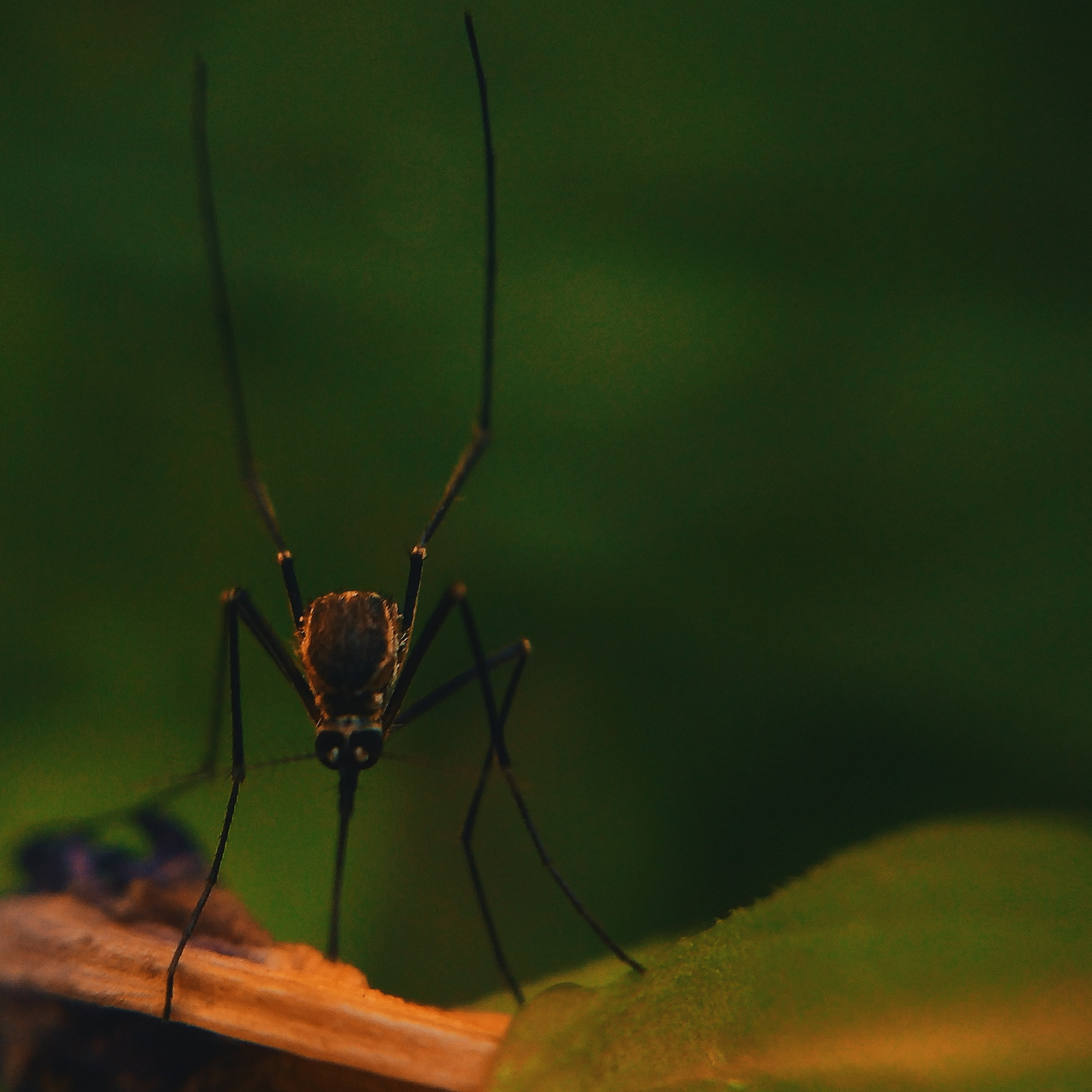 Mosquitos