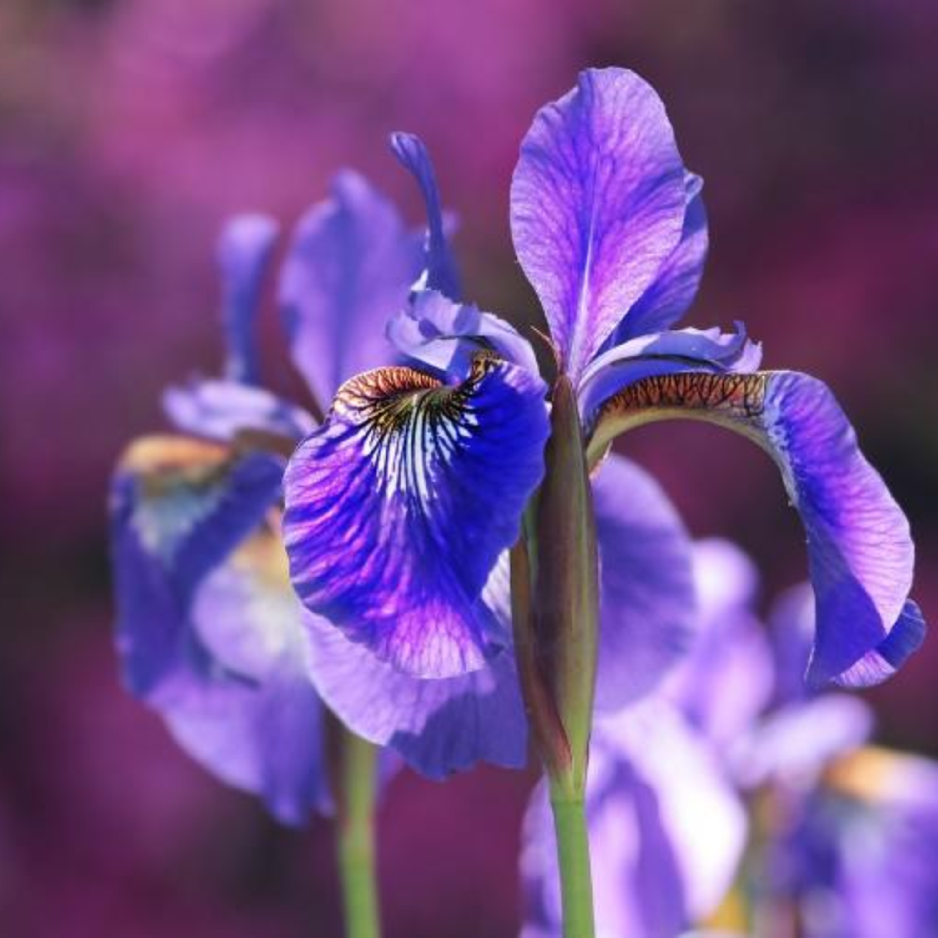 Scent Talk with Rei Nguyen