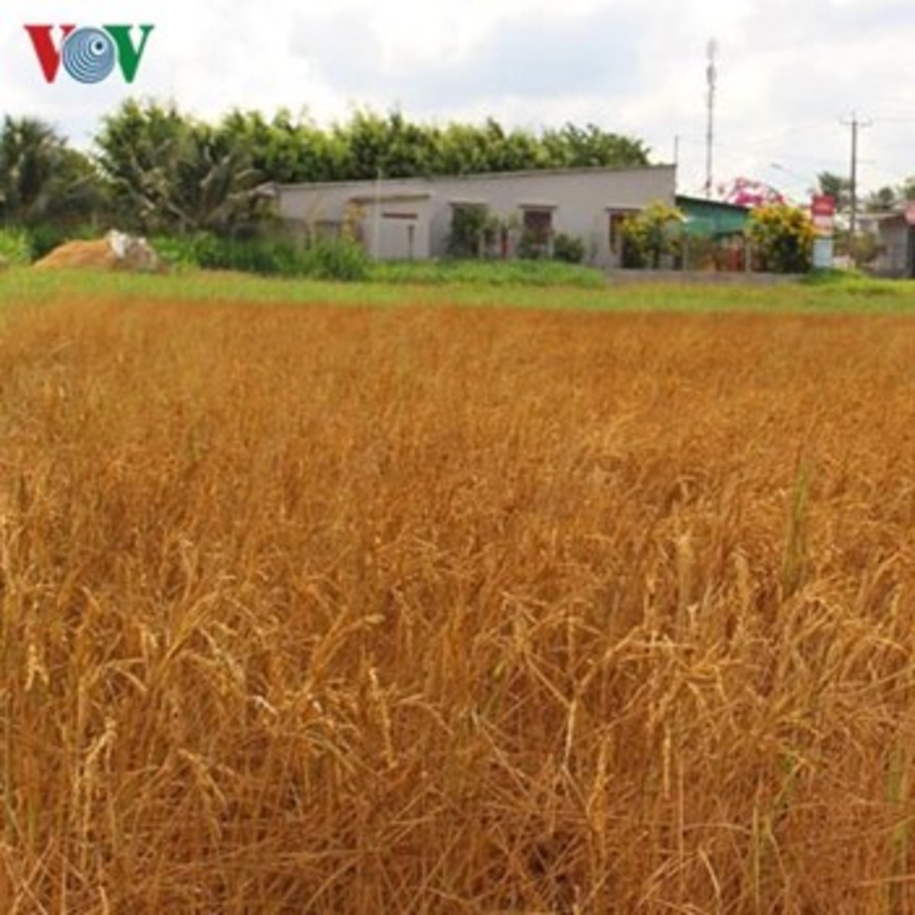 VOV - Tiêu điểm: Đồng bằng sông Cửu Long và cuộc chến chống hạn mặn