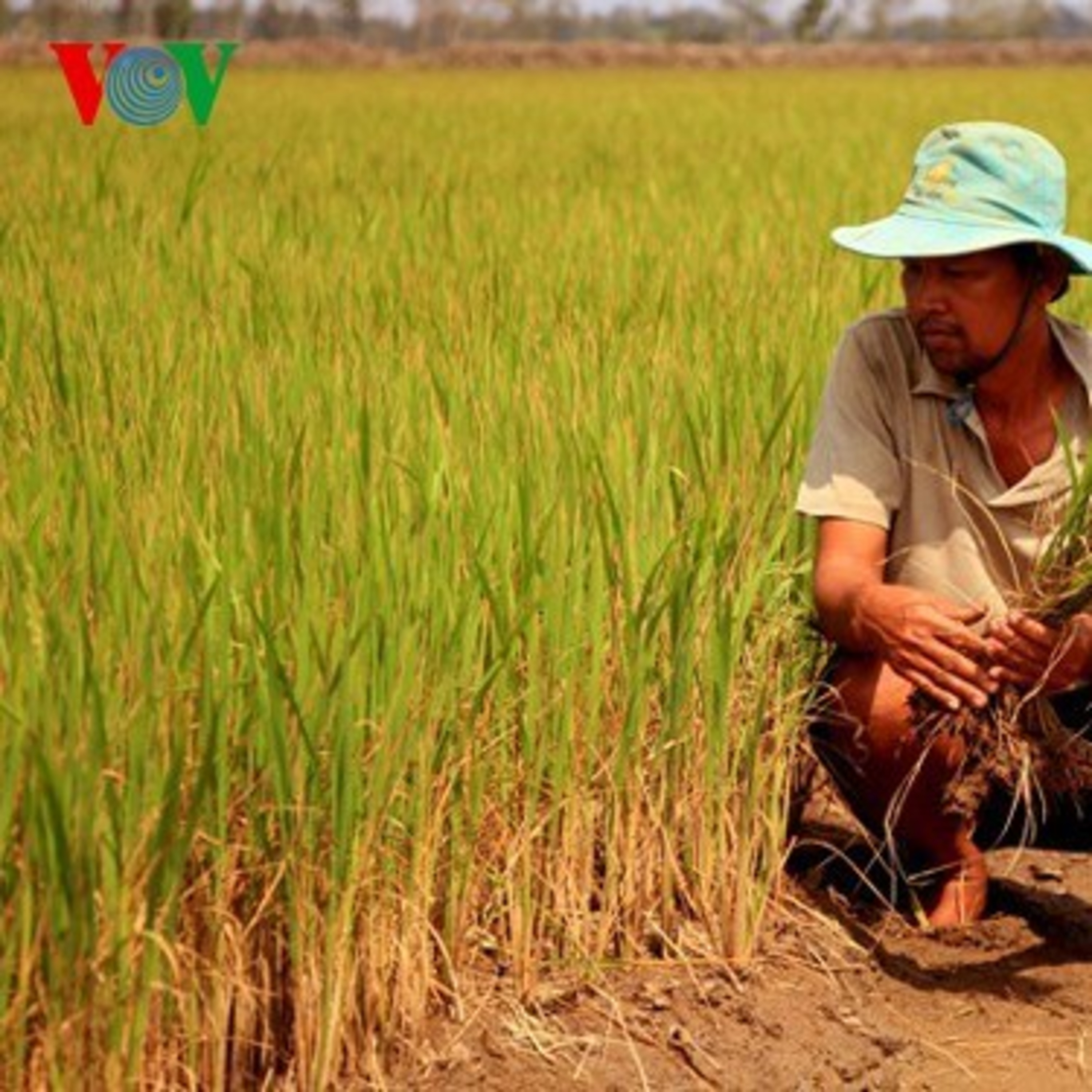 VOV - Bình luận: Sống cùng hạn mặn
