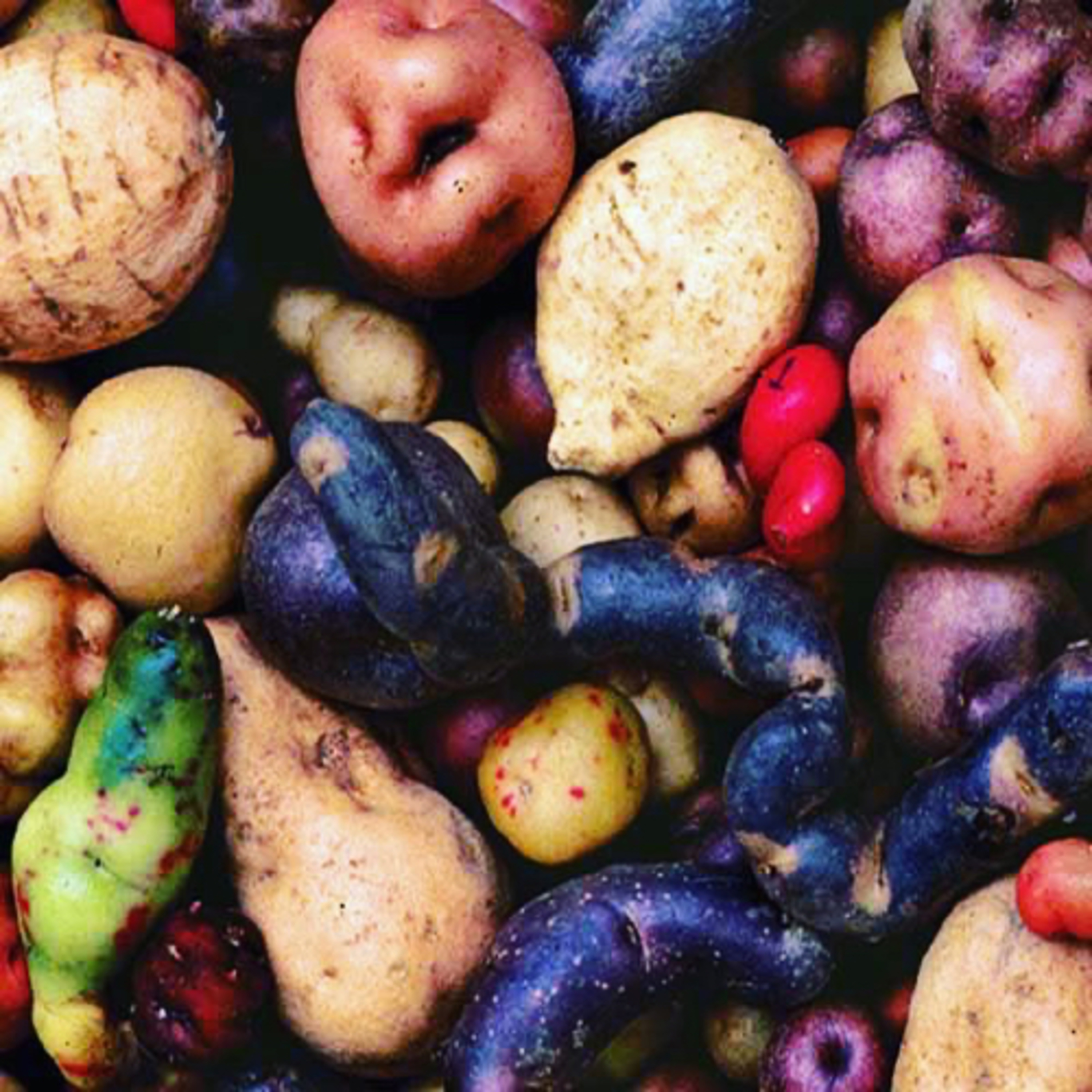 Batata, o verdadeiro Ouro Inca episode artwork